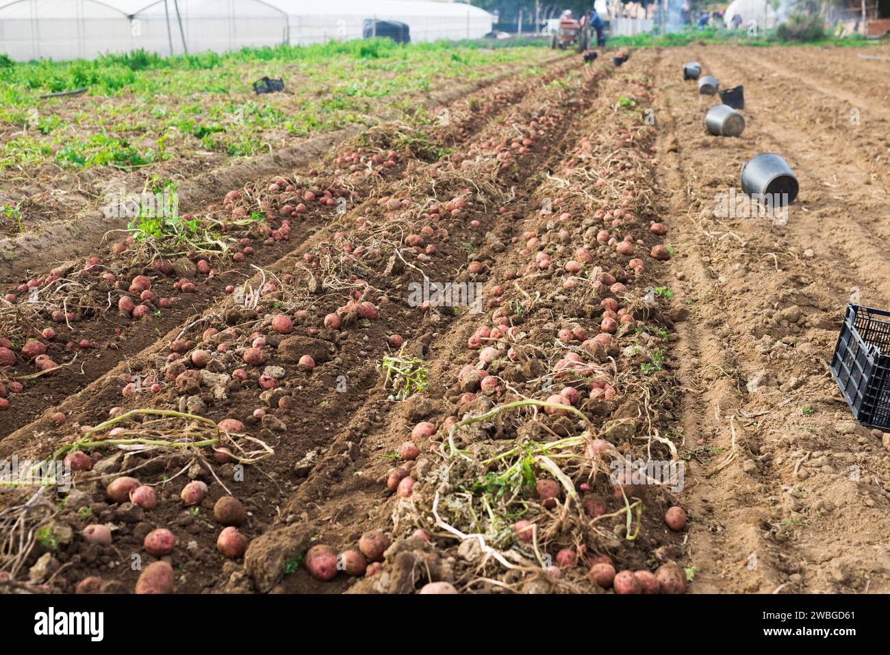 Rows of dug out potato tubers on vegetable field Stock Photo - Alamy