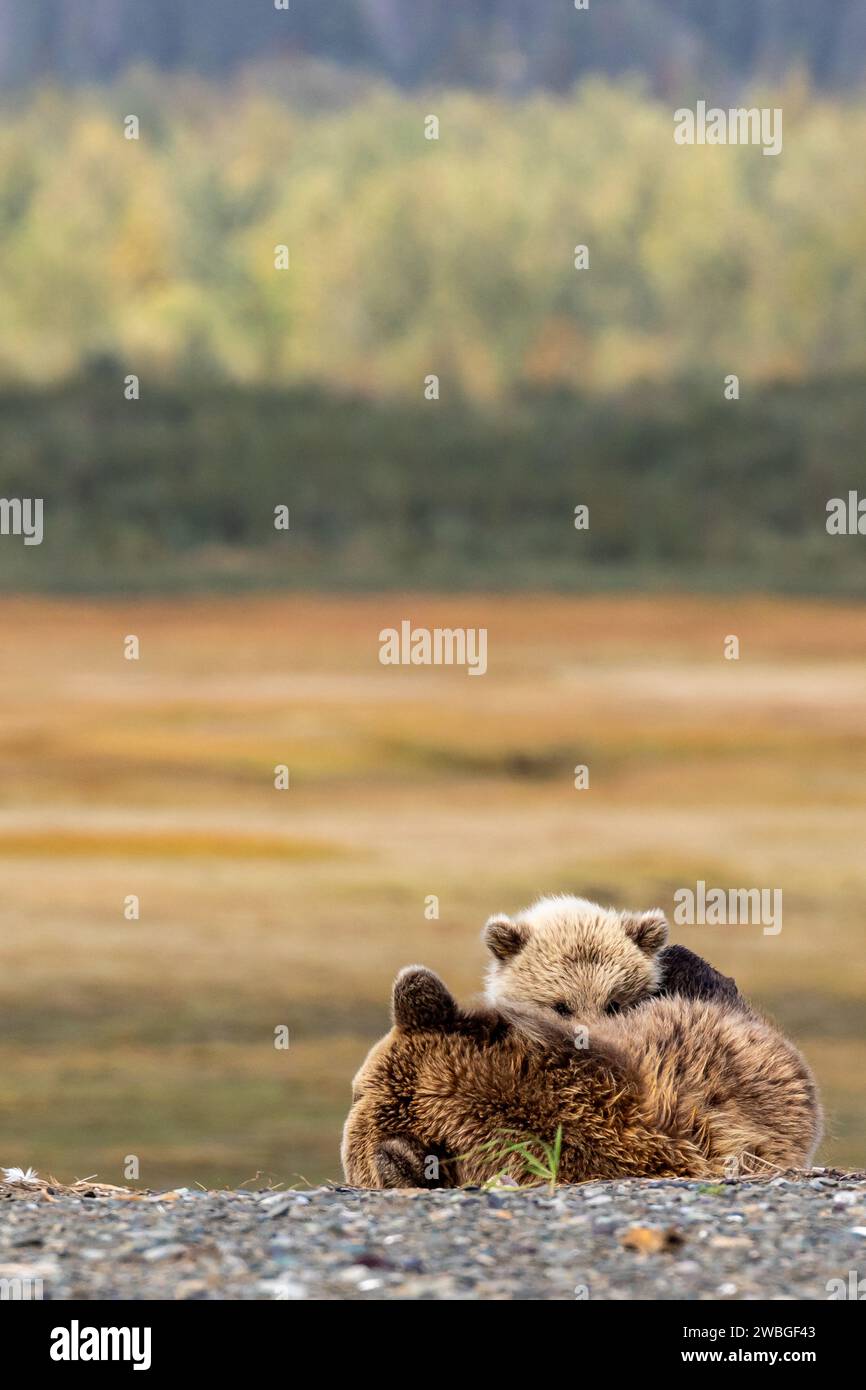 Grizzly bear cub, Ursus arctos horribilis, nuzzels mother on river bank ...