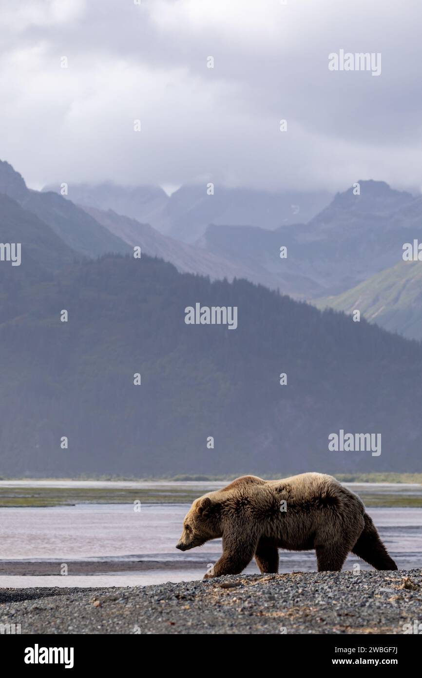 Blonde grizzly bear, Ursus arctos horribilis, foraging along a river in ...