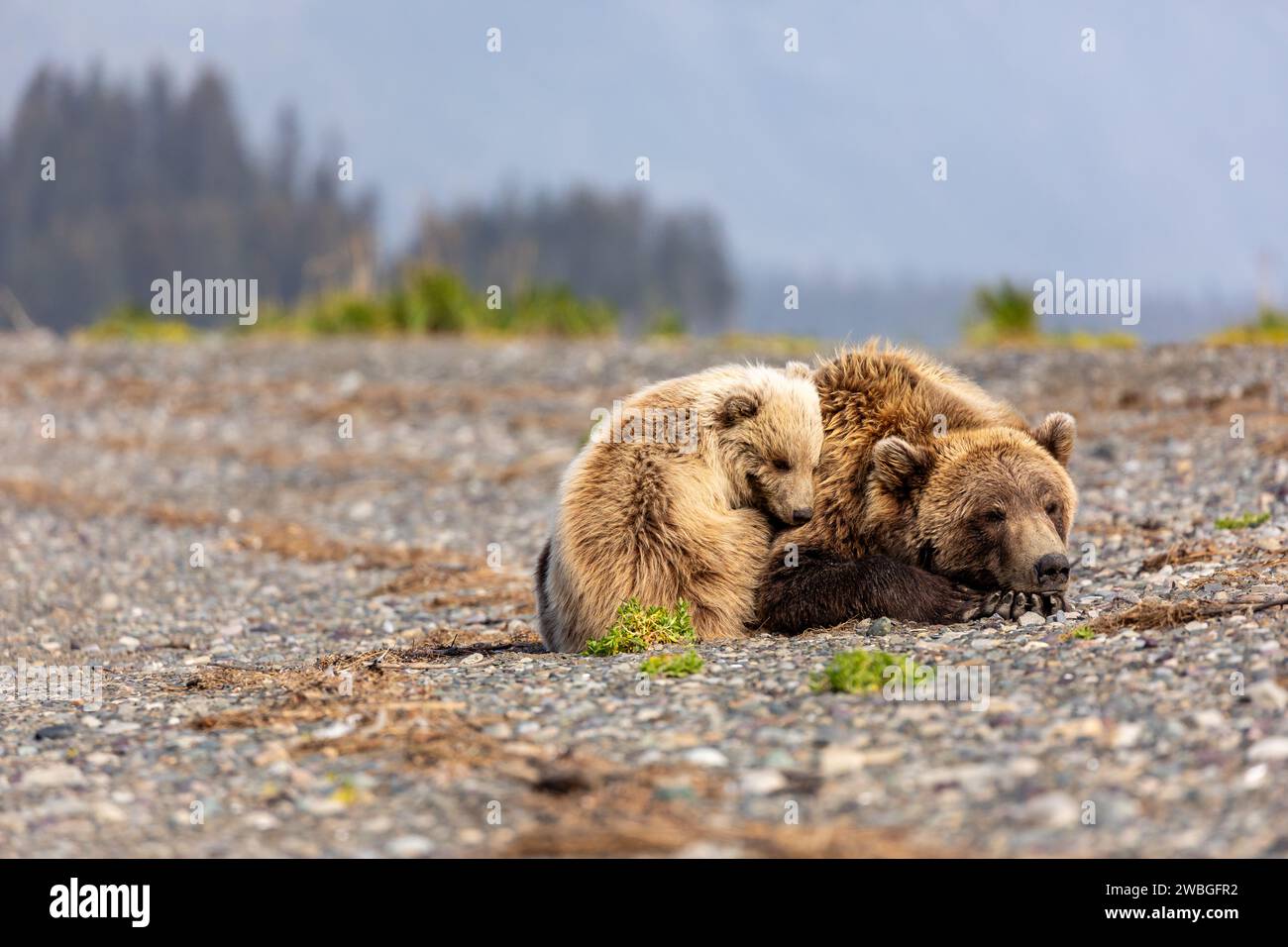 A mother bear and her cub are sleeping on a rocky beach Stock Photo - Alamy