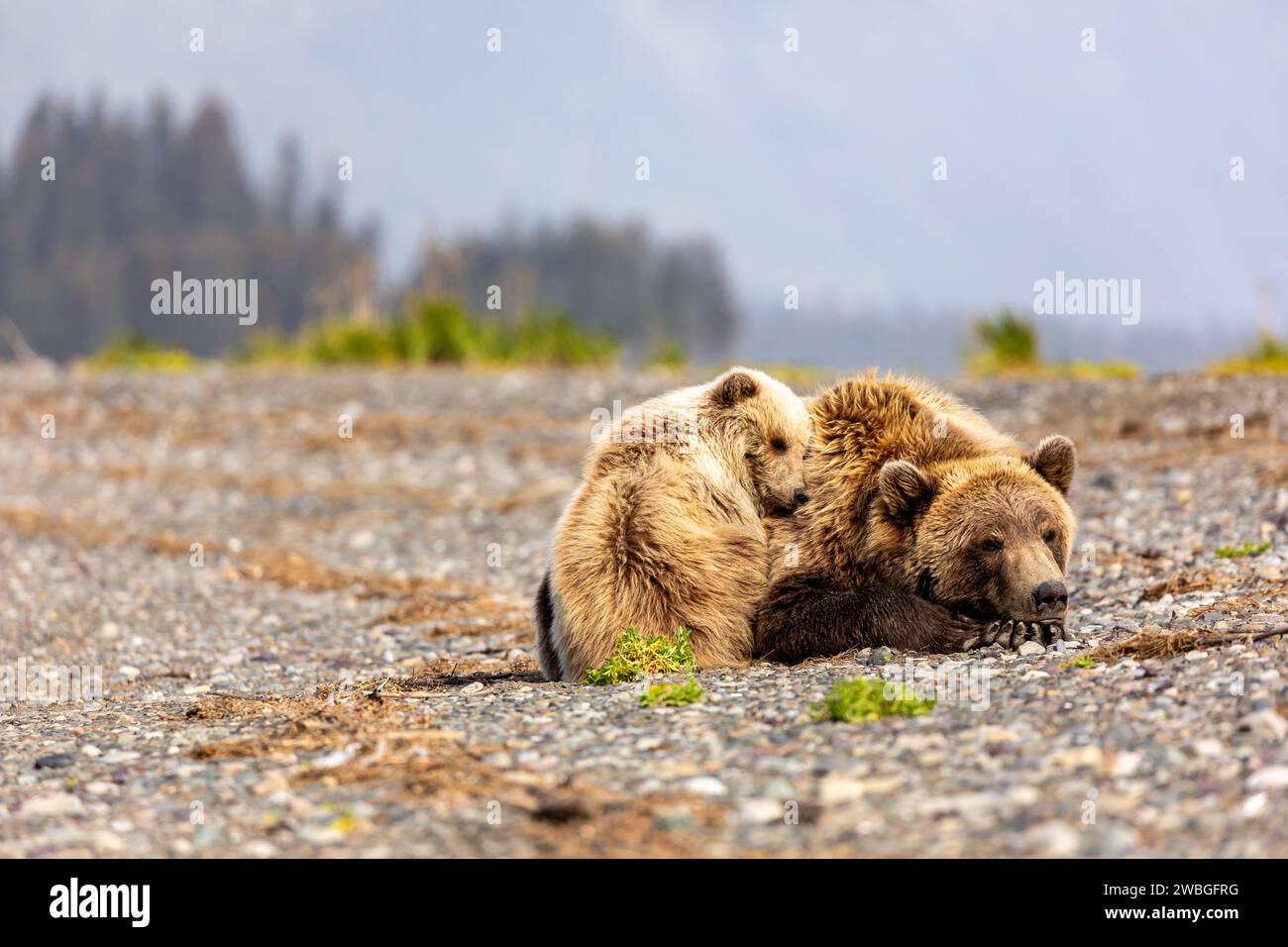 Mother grizzly bear and cub, Ursus arctos horribilis, sleeping on river ...