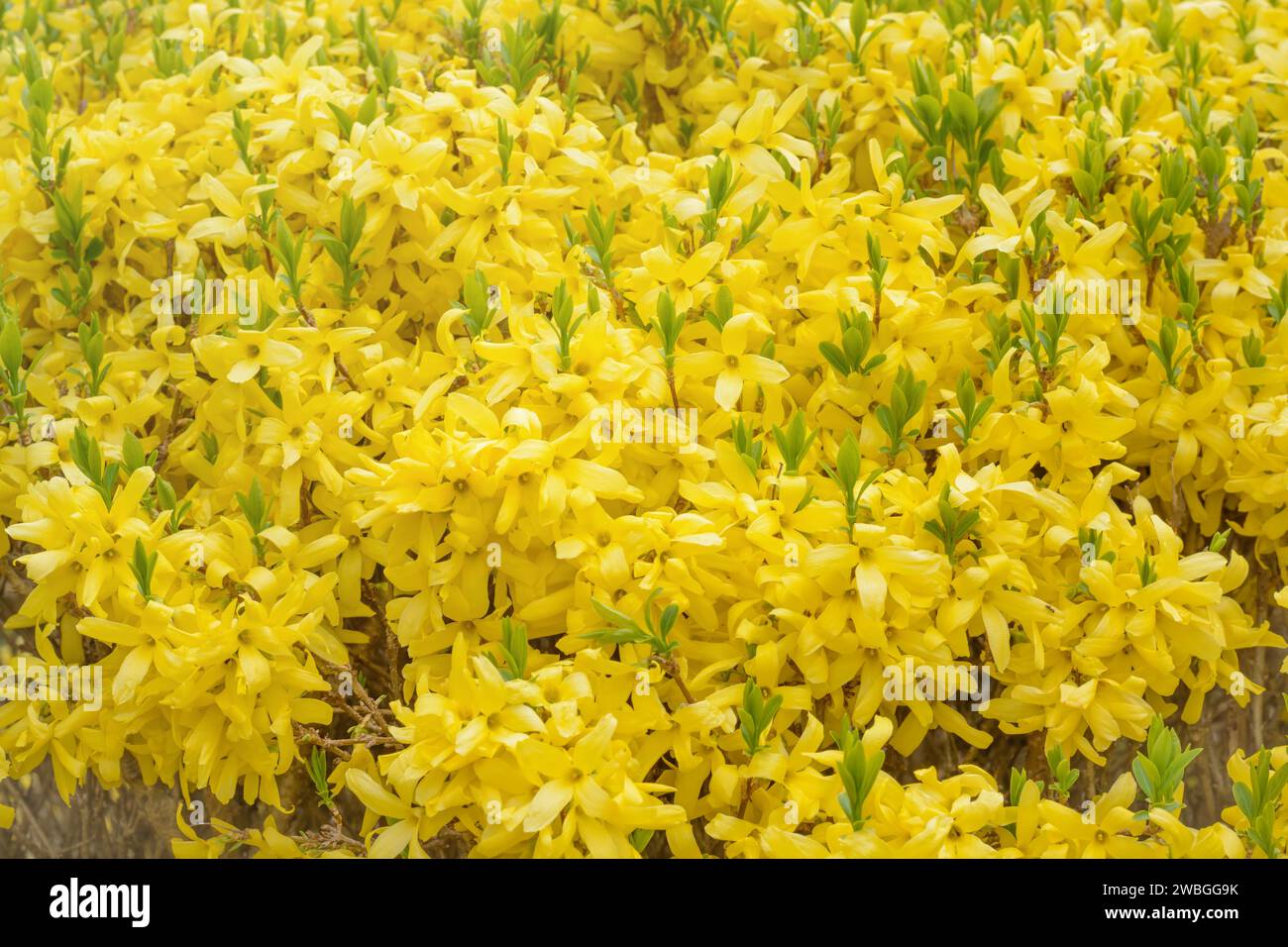 Forsythia flowers with small green leaves Stock Photo