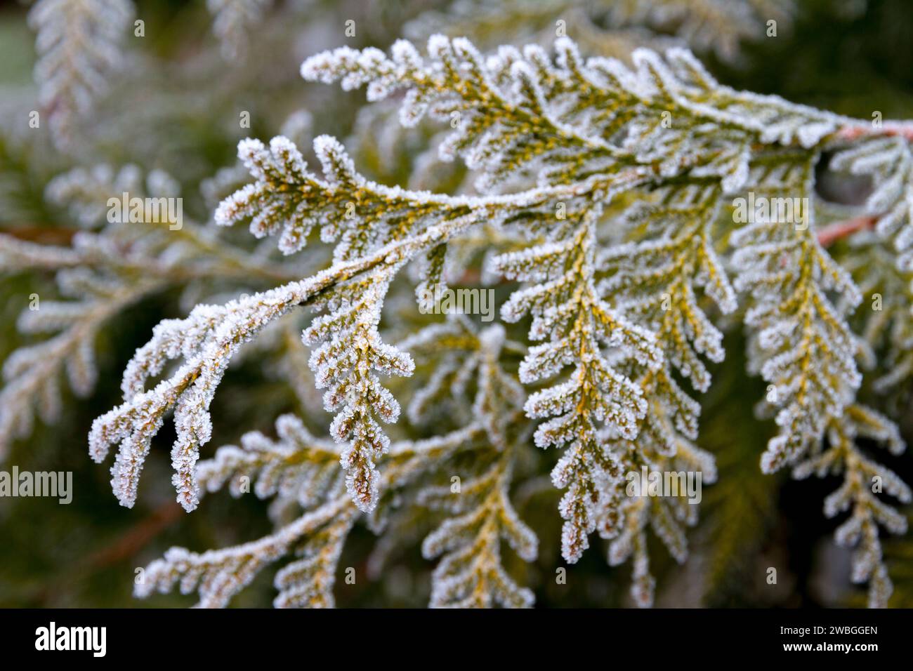 First autumn frost. Morning frost. Green thuja leaves covered with white frost in the garden. Winter is coming. Stock Photo