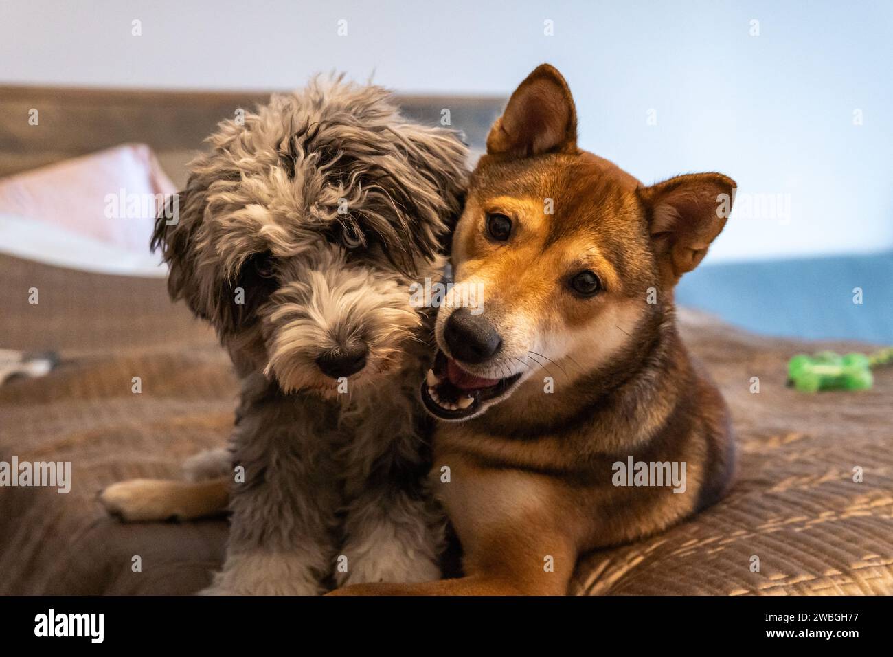 Shiba Inu and Toy Aussie Poodle Stock Photo - Alamy