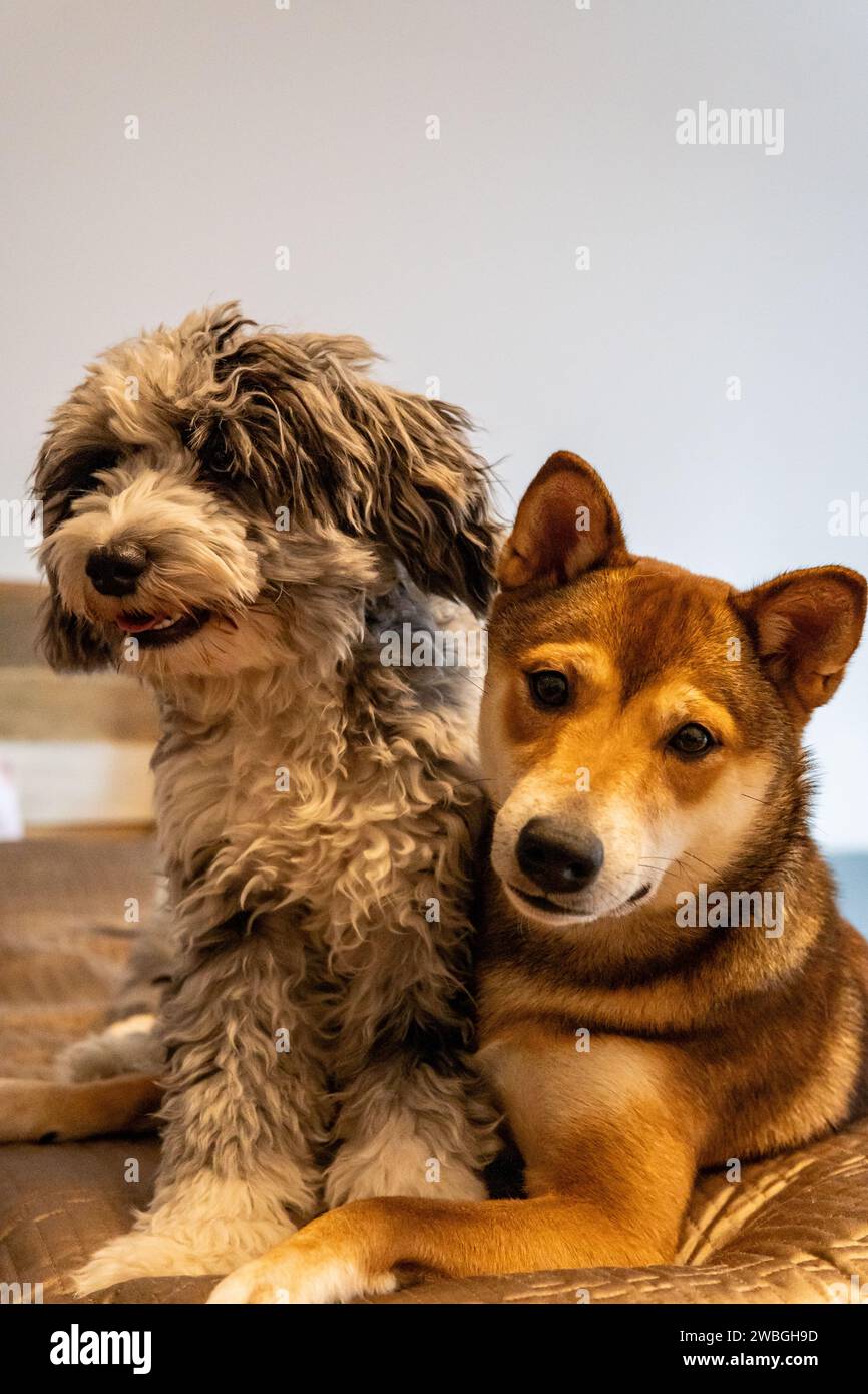 Shiba Inu and Toy Aussie Poodle Stock Photo - Alamy