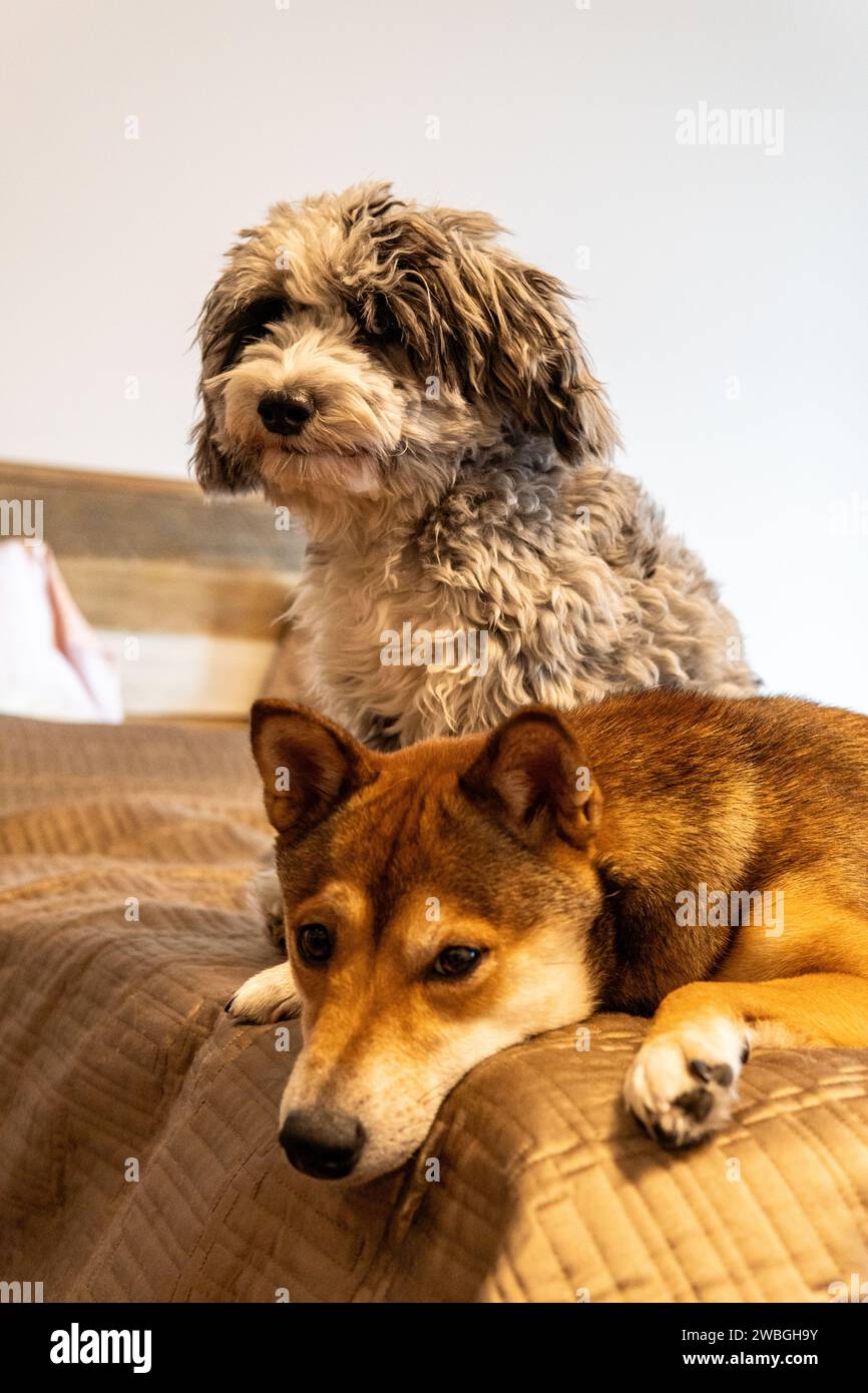 Shiba Inu and Toy Aussie Poodle Stock Photo - Alamy