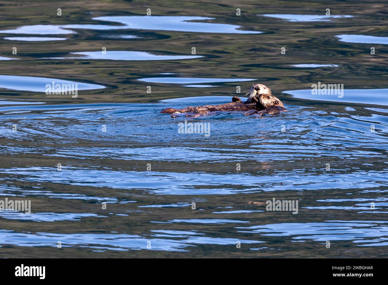 Mother and baby Sea Otter, Enhydra lutris, floating in blue waters Stock Photo