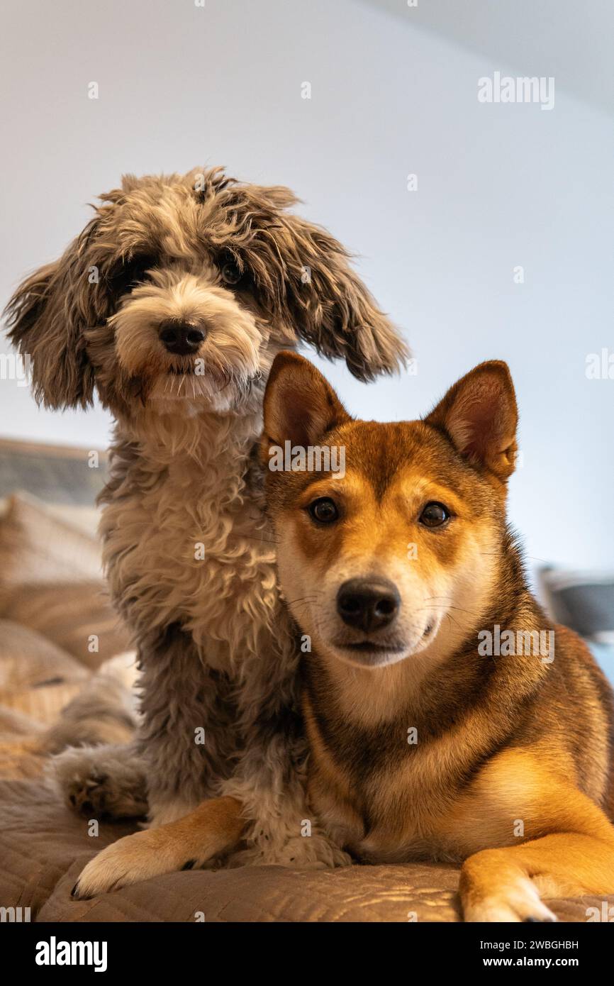 Shiba Inu and Toy Aussie Poodle Stock Photo - Alamy