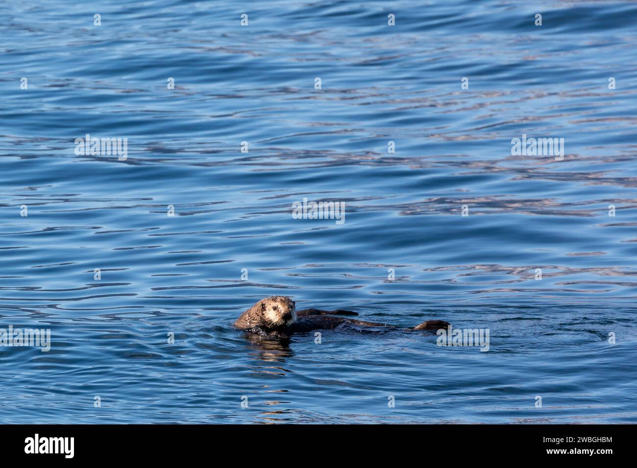 Sea otter, Enhydra lutris, floating in deep blue waters Stock Photo