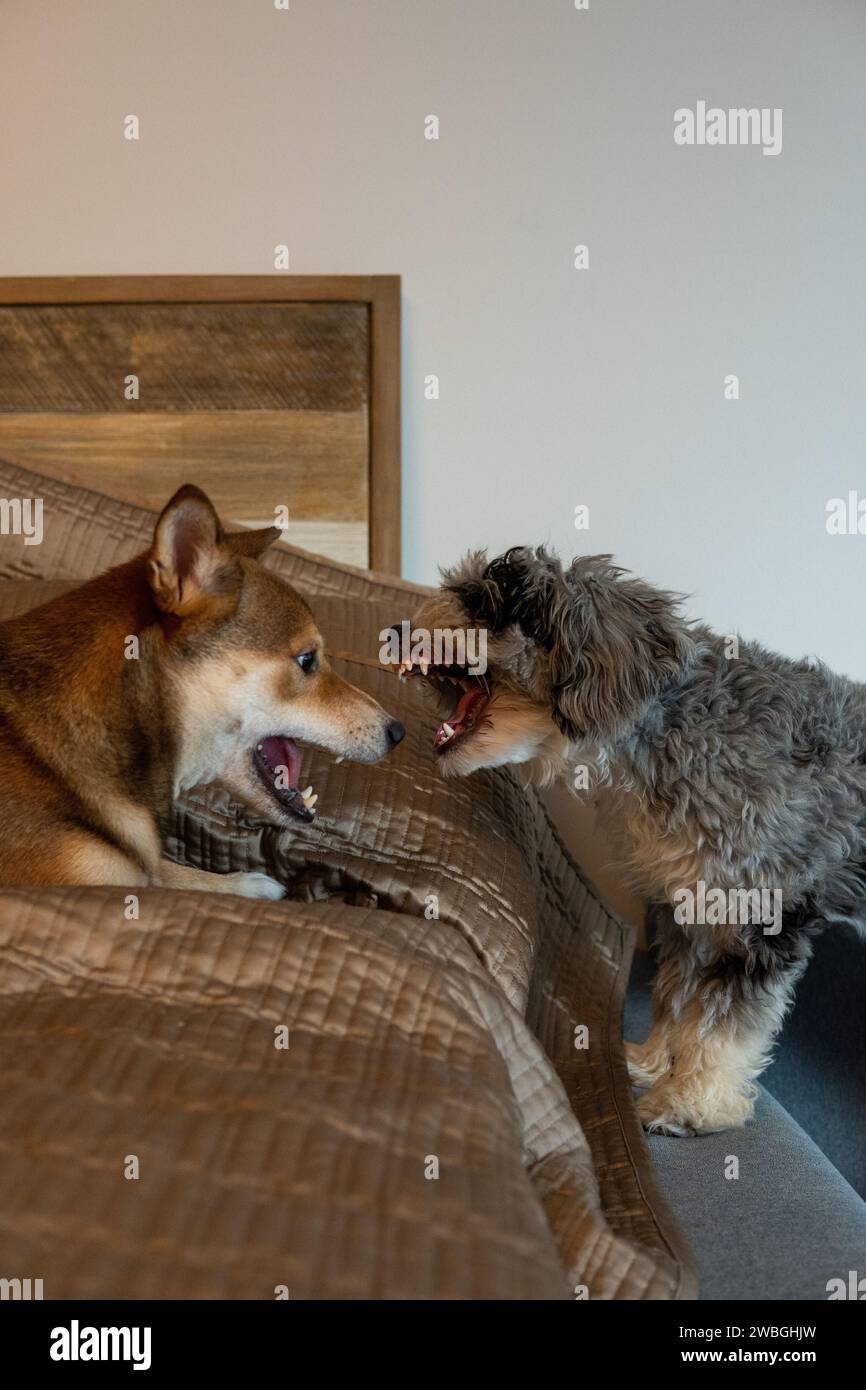 Toy aussie poodle hi-res stock photography and images - Alamy