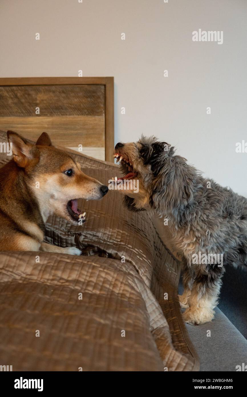 Shiba Inu and Toy Aussie Poodle Stock Photo - Alamy
