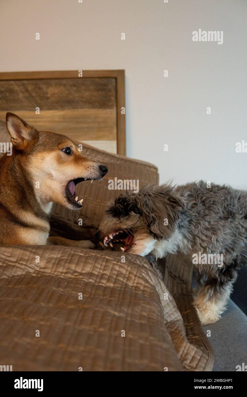 Shiba Inu and Toy Aussie Poodle Stock Photo - Alamy