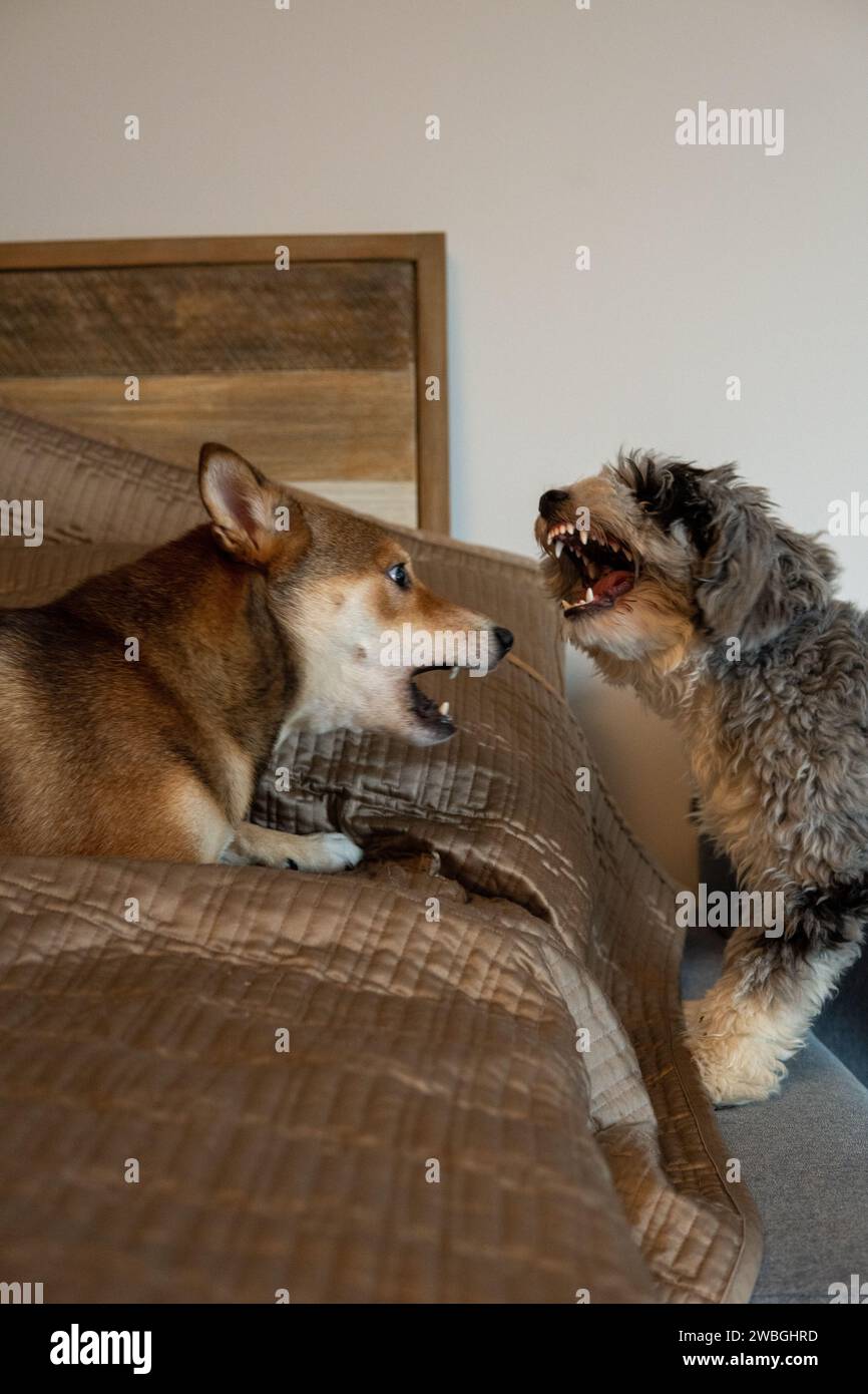 Toy aussie poodle hi-res stock photography and images - Alamy