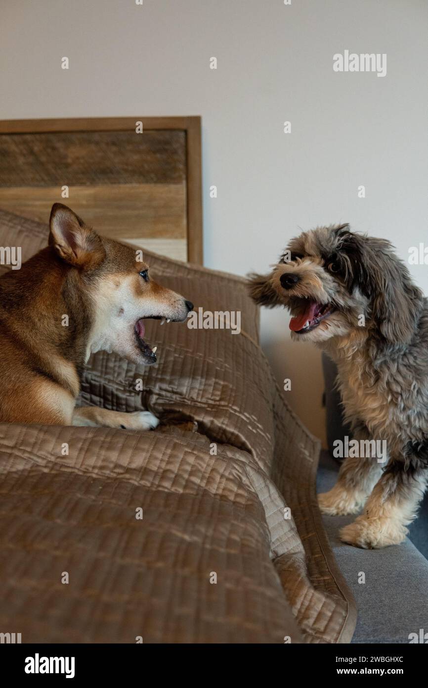 Shiba Inu and Toy Aussie Poodle Stock Photo - Alamy
