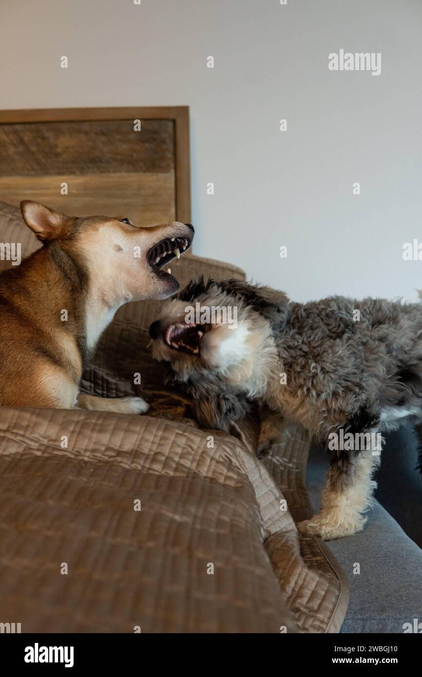 Shiba Inu and Toy Aussie Poodle Stock Photo - Alamy