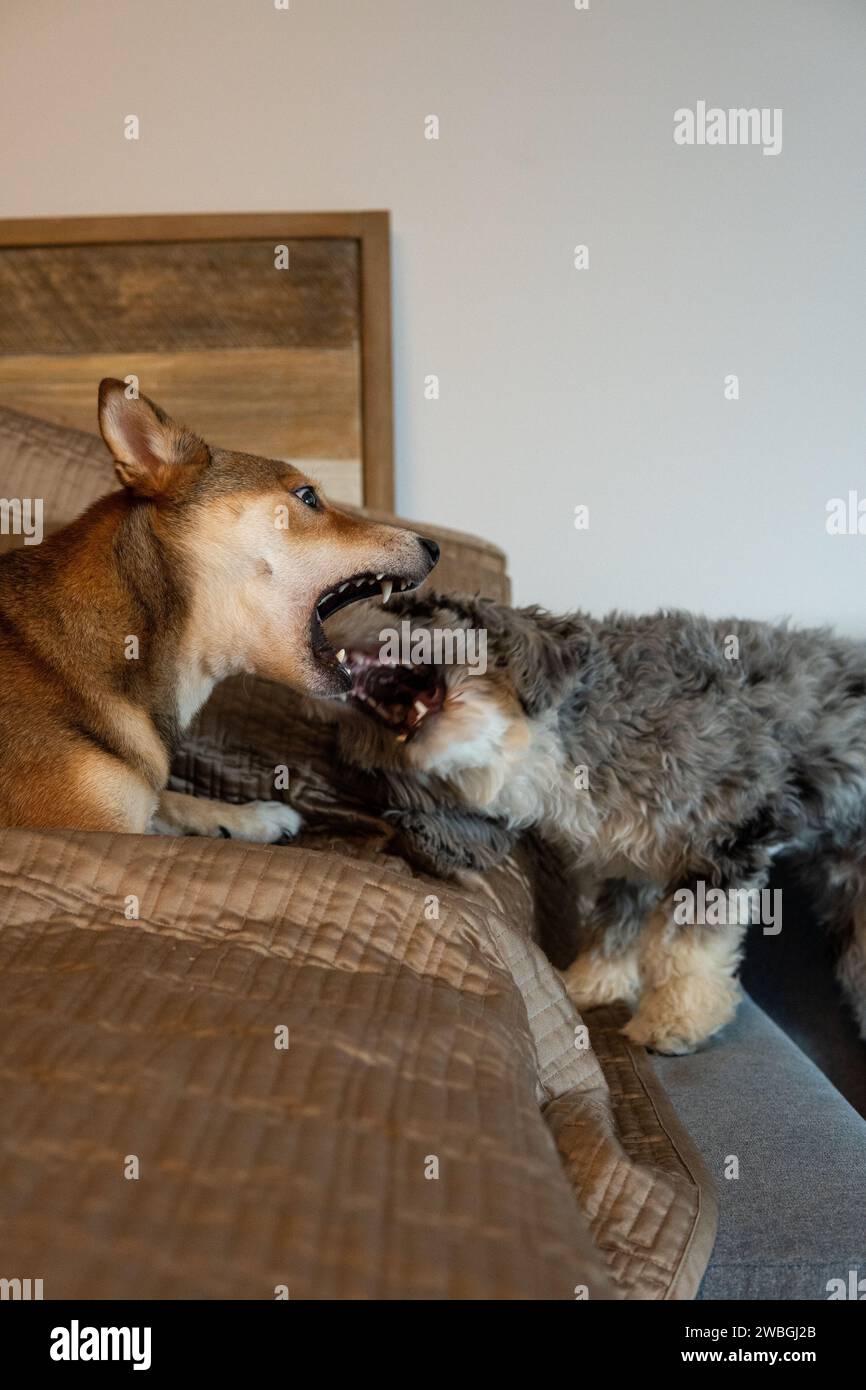 Shiba Inu and Toy Aussie Poodle Stock Photo - Alamy
