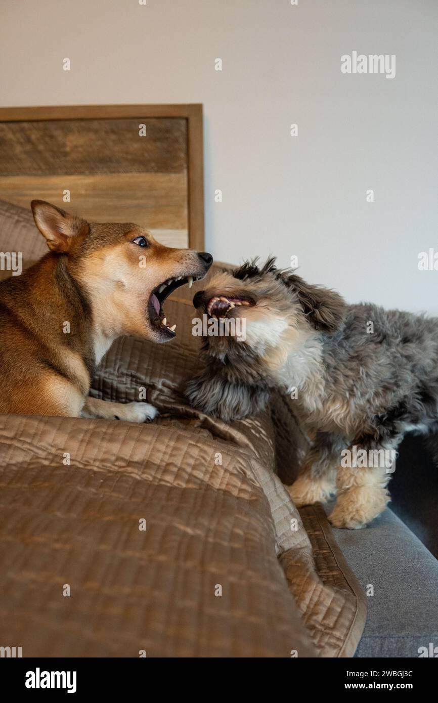 Shiba Inu and Toy Aussie Poodle Stock Photo - Alamy