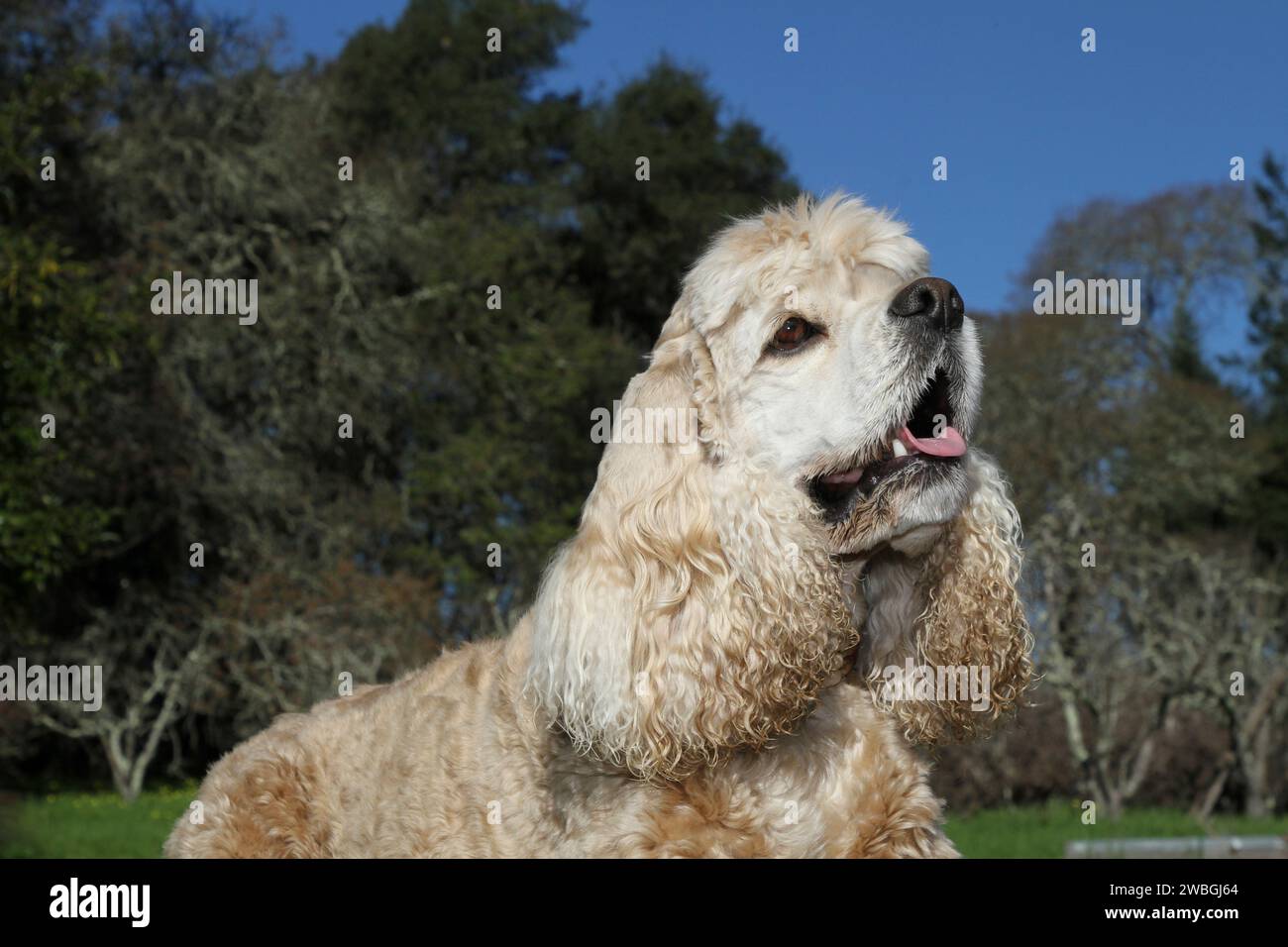 Cocker Spaniel portrait against blue sly and trees Stock Photo