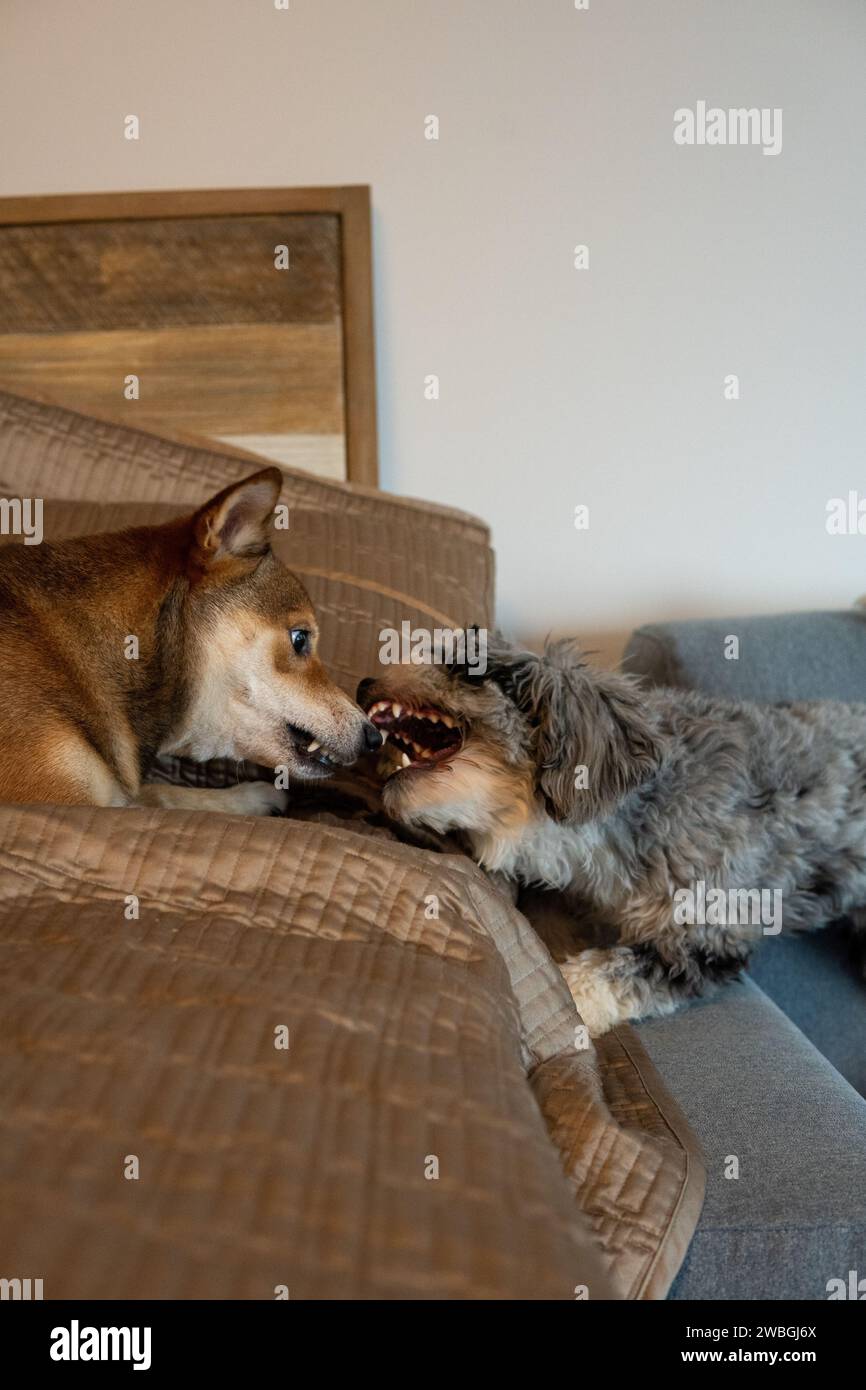 Shiba Inu and Toy Aussie Poodle Stock Photo - Alamy