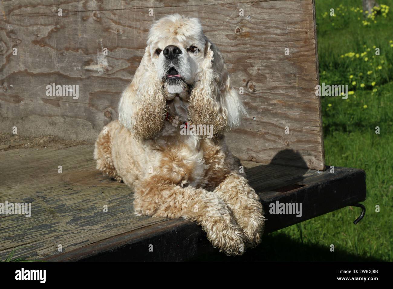 Cocker Spaniel Back Cocker Spaniel lyin in the back of an old wood trailer Stock Photo - Alamy
