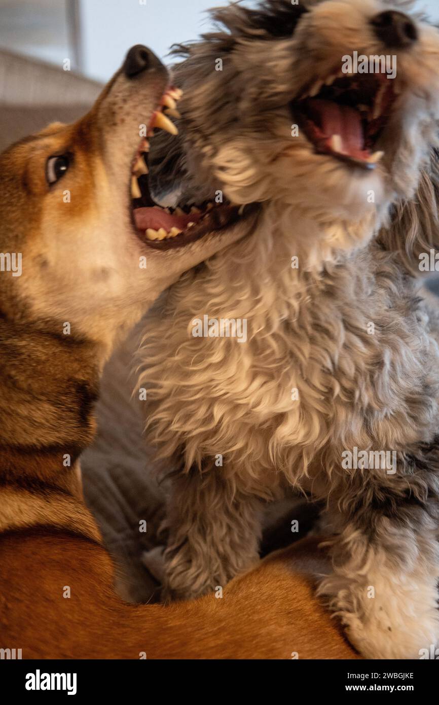 Shiba Inu and Toy Aussie Poodle Stock Photo - Alamy