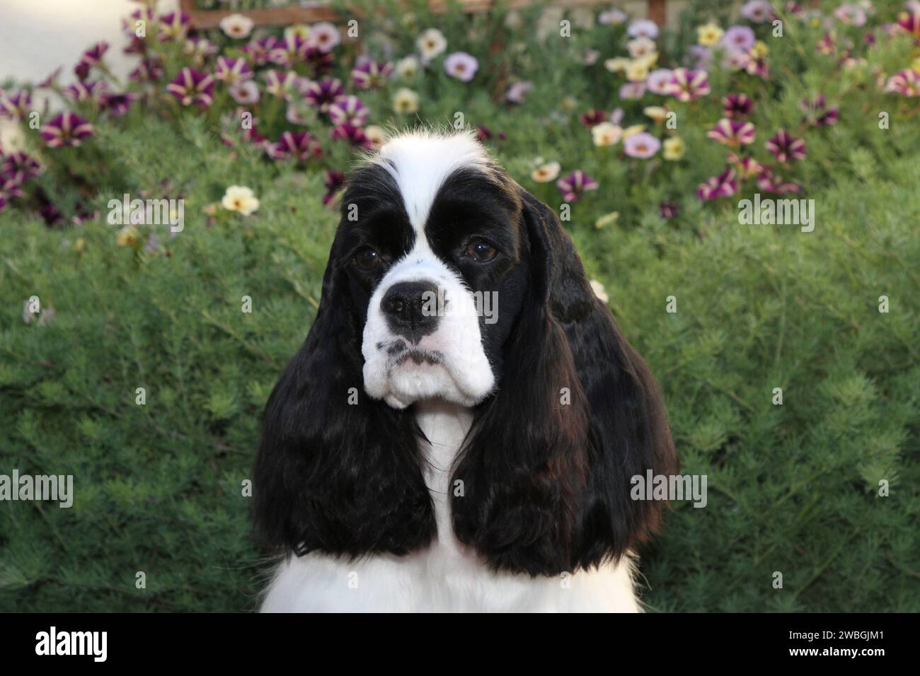 Cocker Spaniel portrait against greenery and flowers Stock Photo