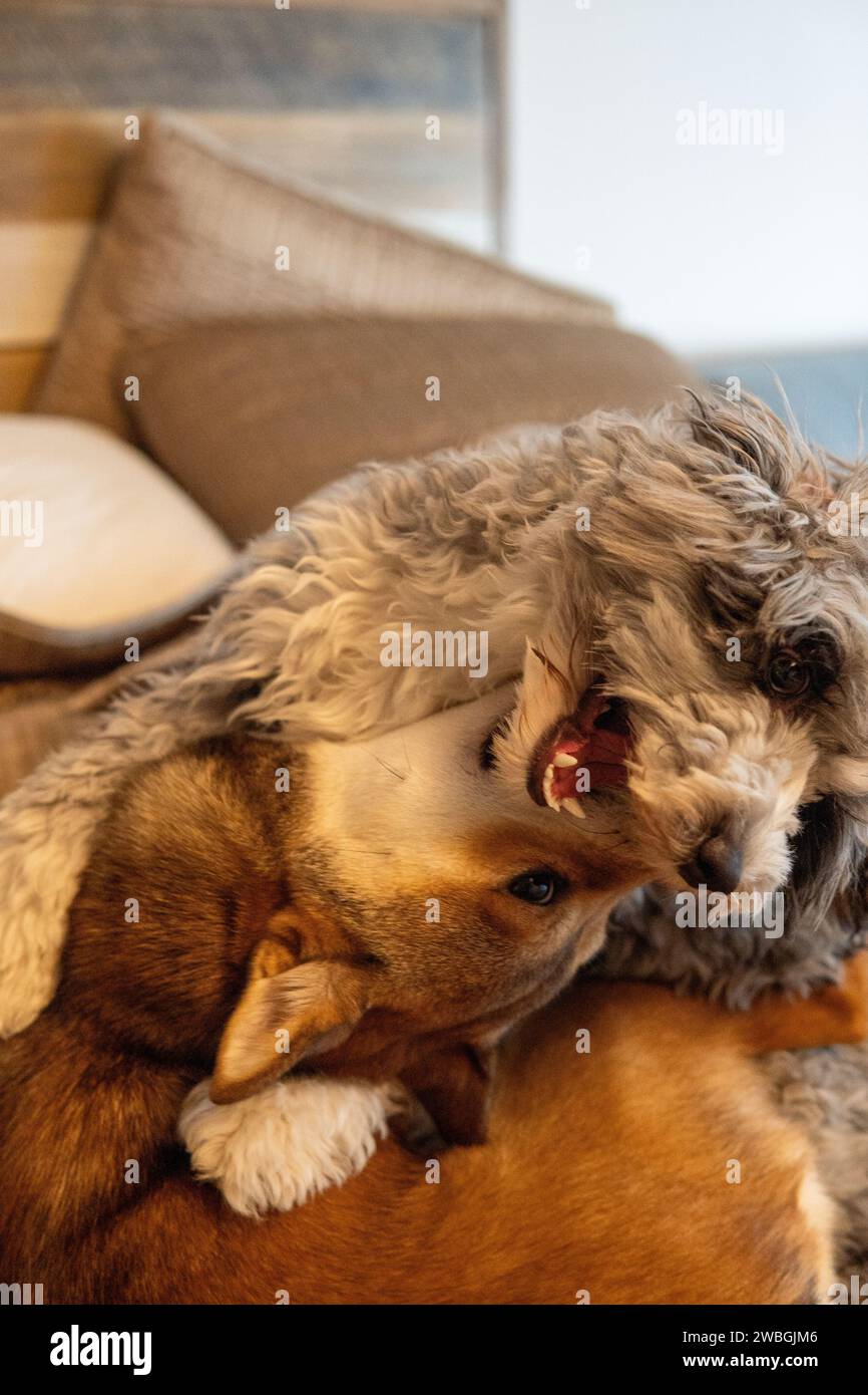 Shiba Inu and Toy Aussie Poodle Stock Photo - Alamy