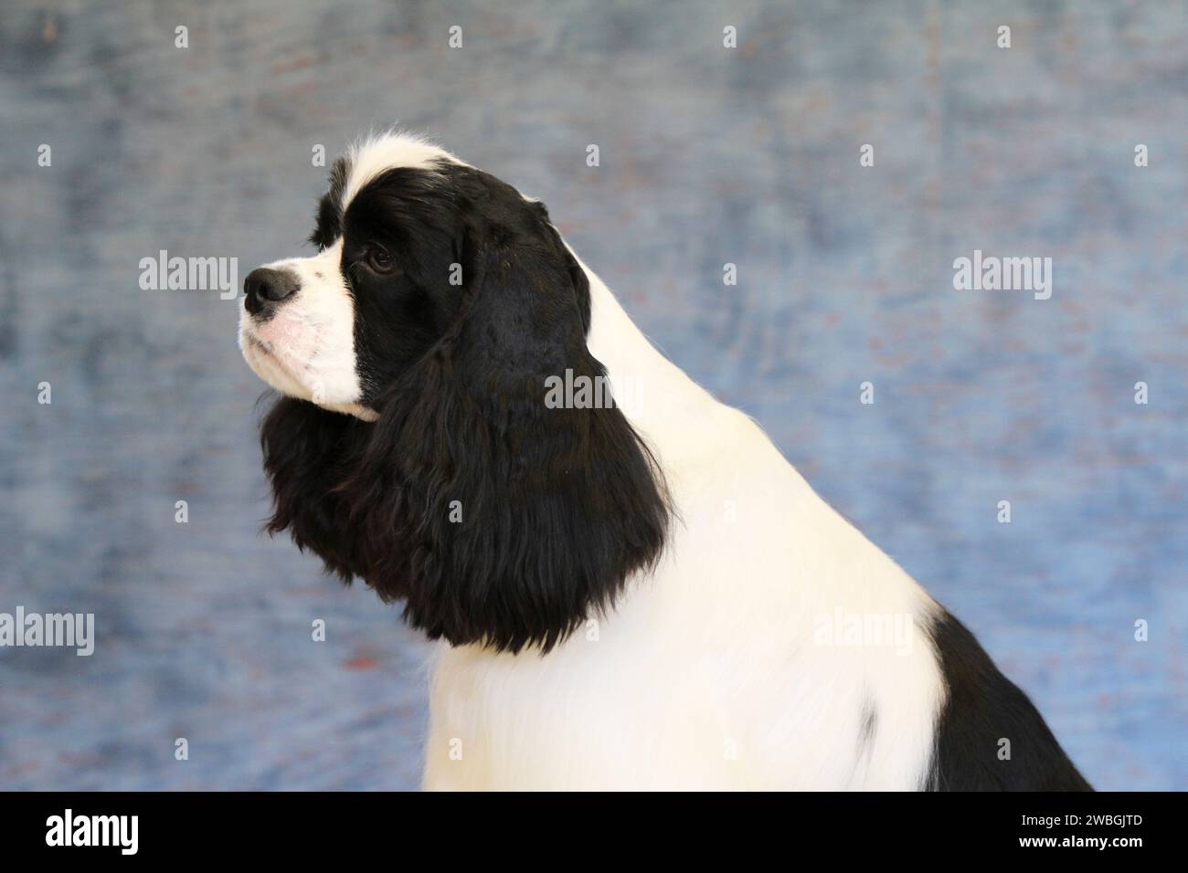 Cocker Spaniel portrait against a bluish background Stock Photo