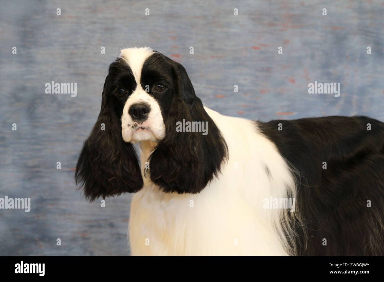 Cocker Spaniel portrait against a bluish background Stock Photo