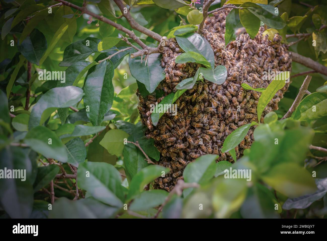 Wild honey bee colony hive on tree branch Caribbean species Stock Photo