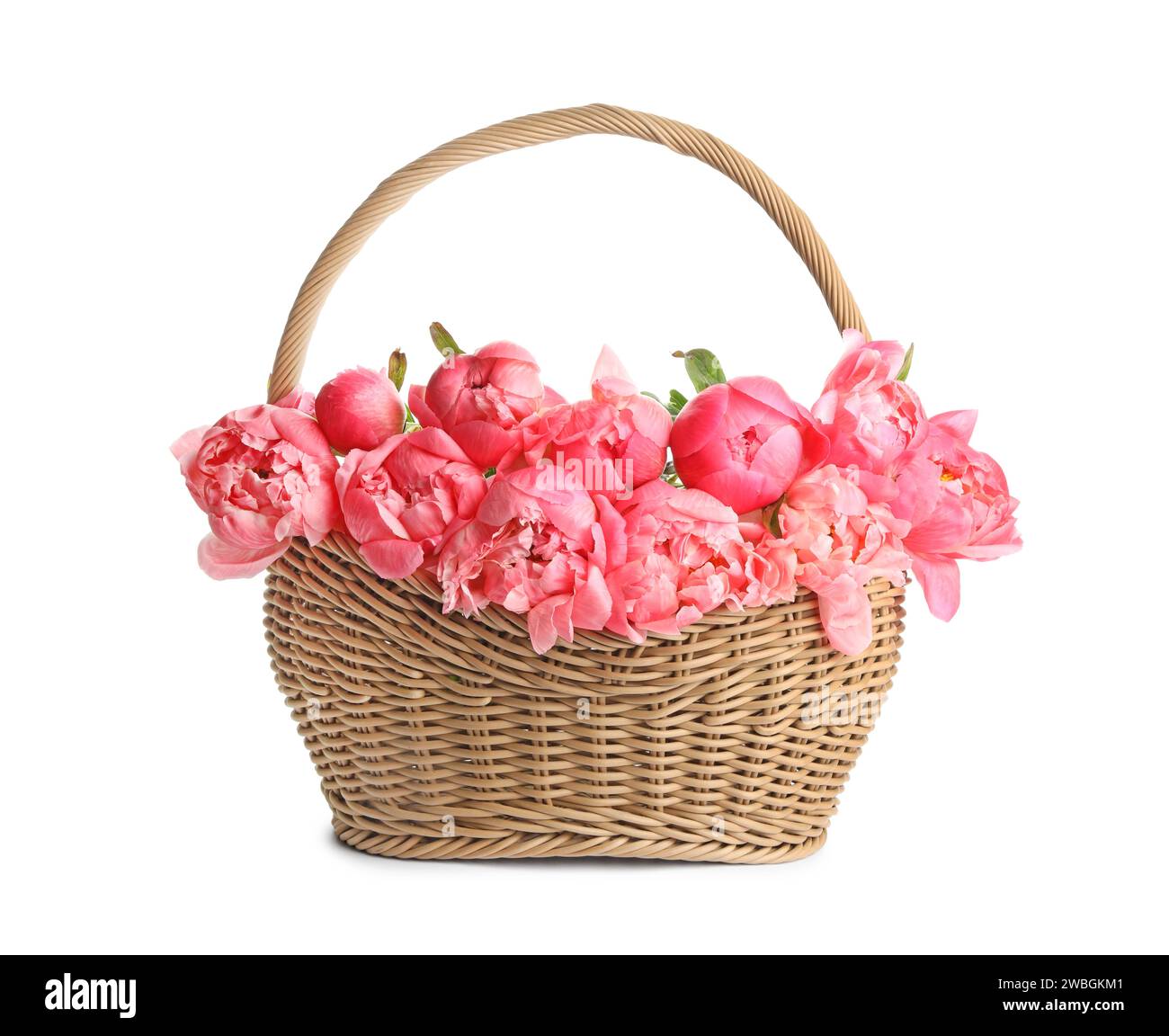 Wicker basket with beautiful pink peonies on white background Stock ...