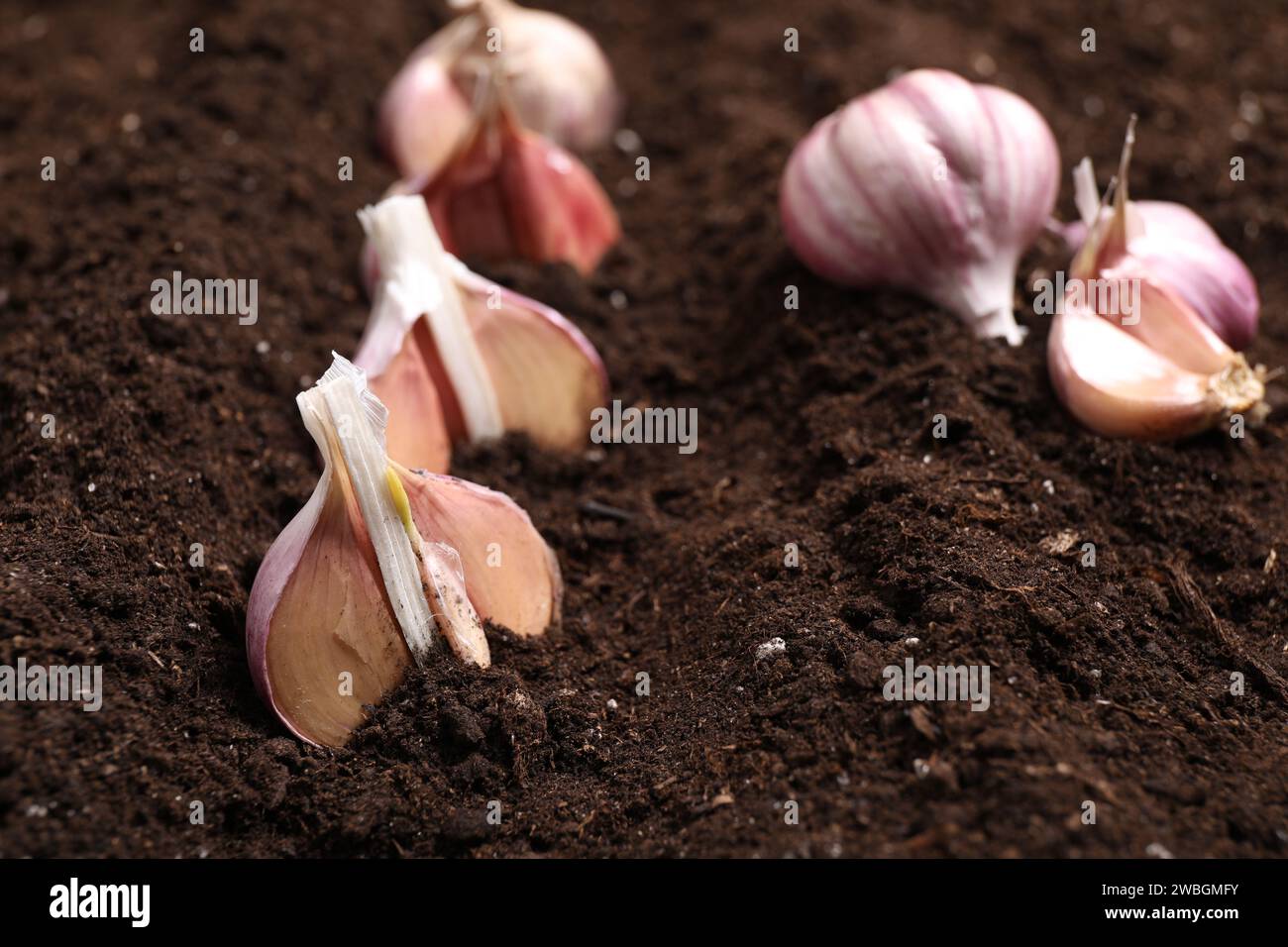 Vegetable planting. Cloves of garlic in fertile soil, closeup. Space
