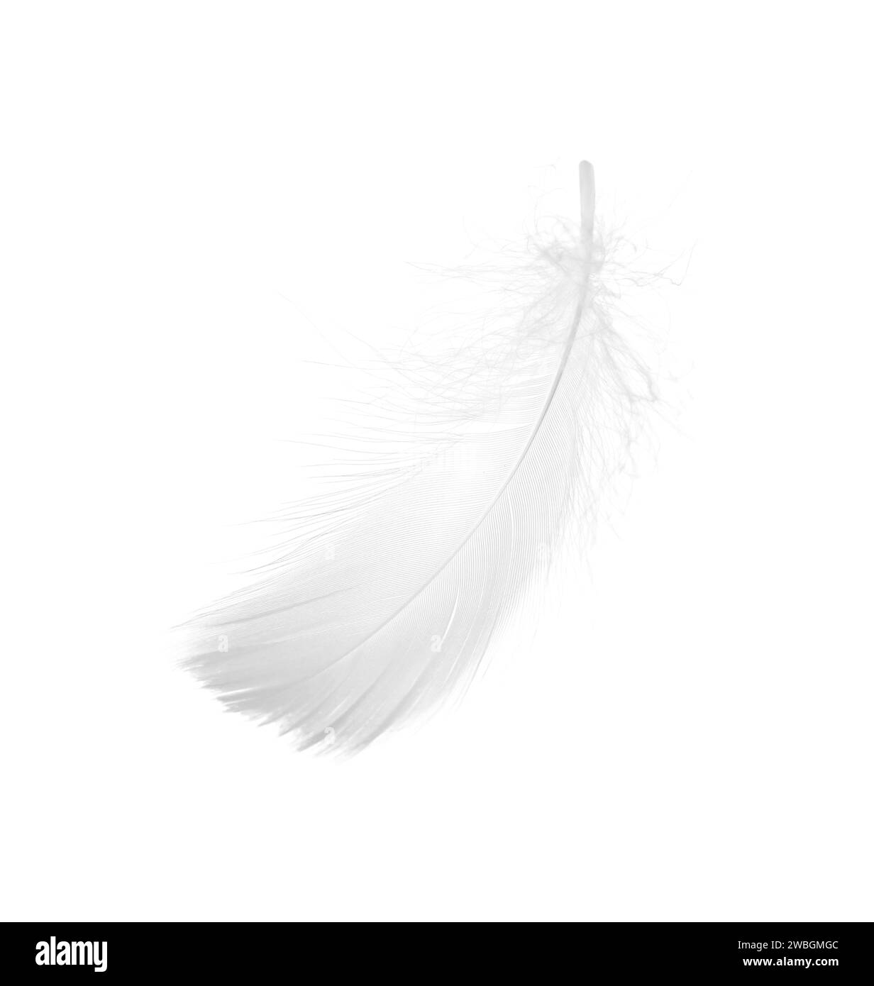 Pheasant feather isolated on white Stock Photo - Alamy