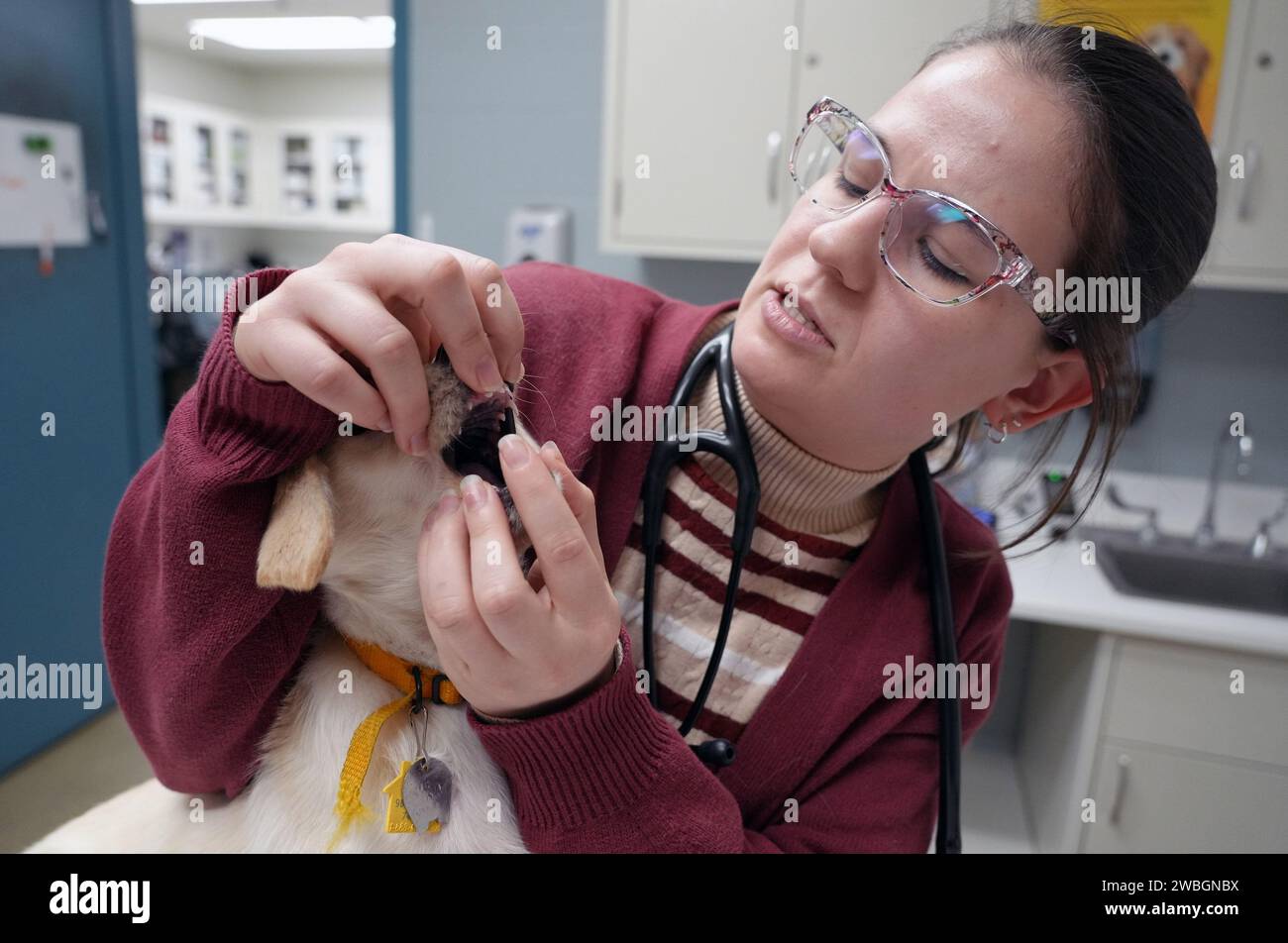 St. Louis, United States. 14th Jan, 2024. Humane Society worker Jessie