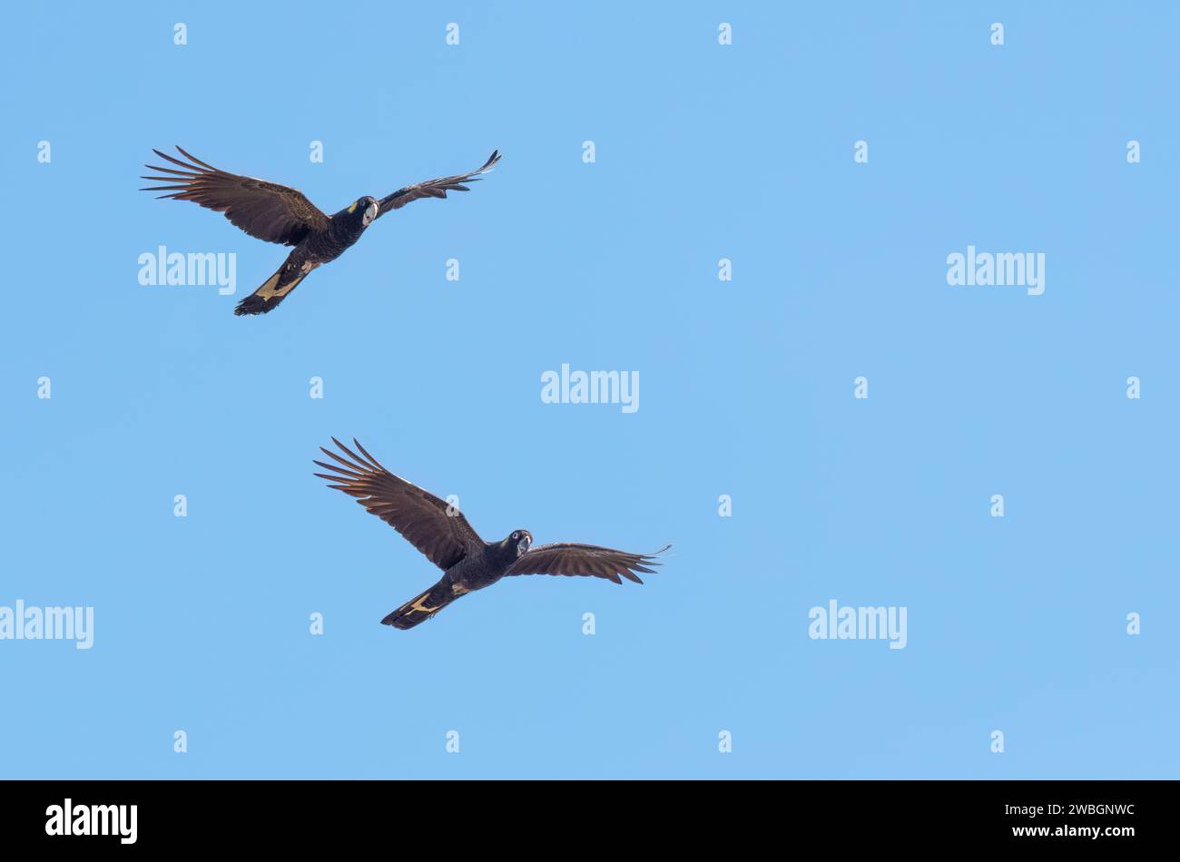 A pair of Yellow tailed black cockatoos in flight with an isolated blue sky with copy space. Stock Photo