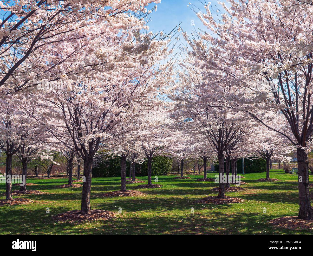 Picturesque landscape blooming cherry trees hi-res stock photography ...