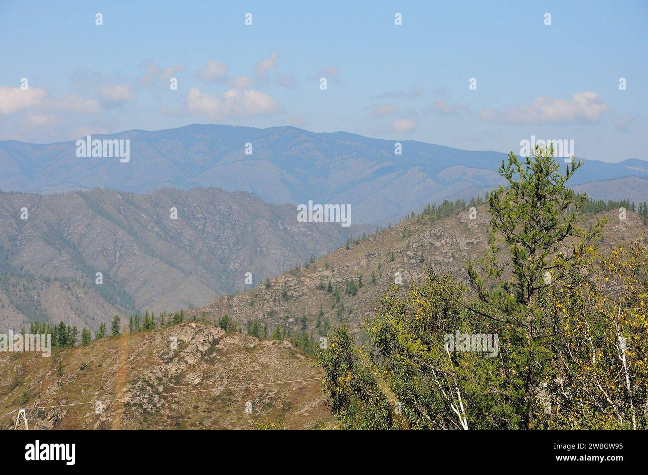 A low pine tree on top of a hill against the backdrop of a mountain top in a beautiful valley under a summer cloudy sky. Altai, Siberia, Russia. Stock Photo