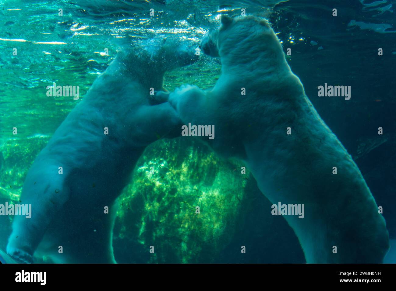 Polar bear in Assiniboine Park Zoo, Winnipeg, Canada Stock Photo - Alamy
