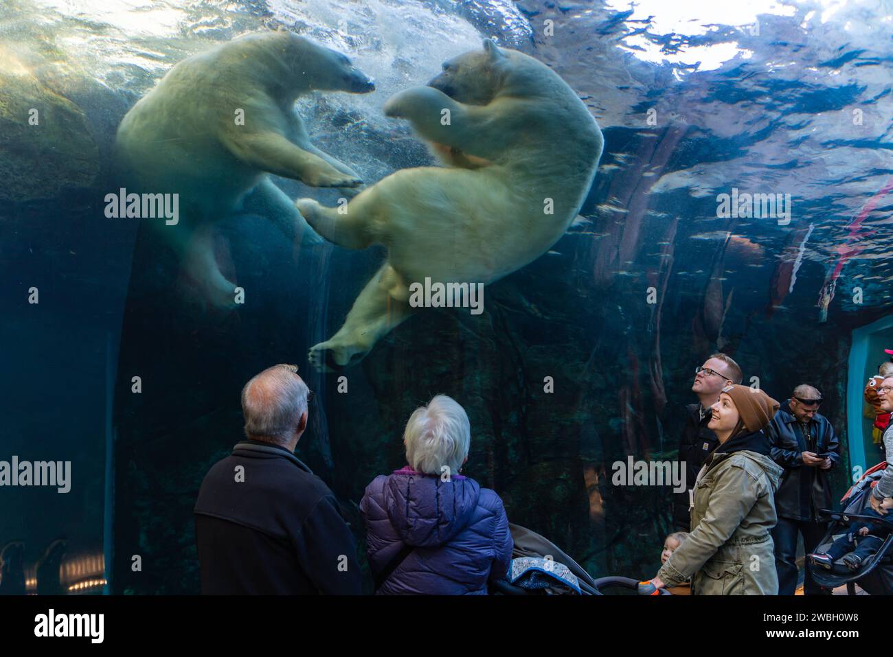 Winnipeg Canada Zoo – Assiniboine Park Zoo : Une Journée en Famille ...