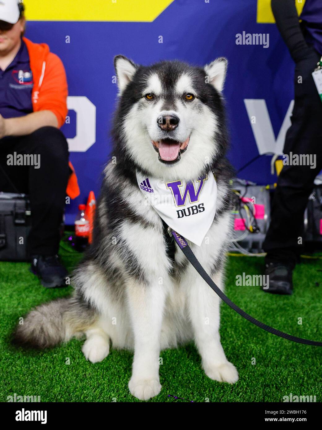 Houston TX USA 8th Jan 2024 Washington Huskies live mascot Dubs