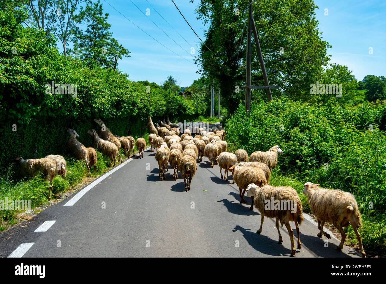 Sheep Flock on the Road Stock Photo - Alamy