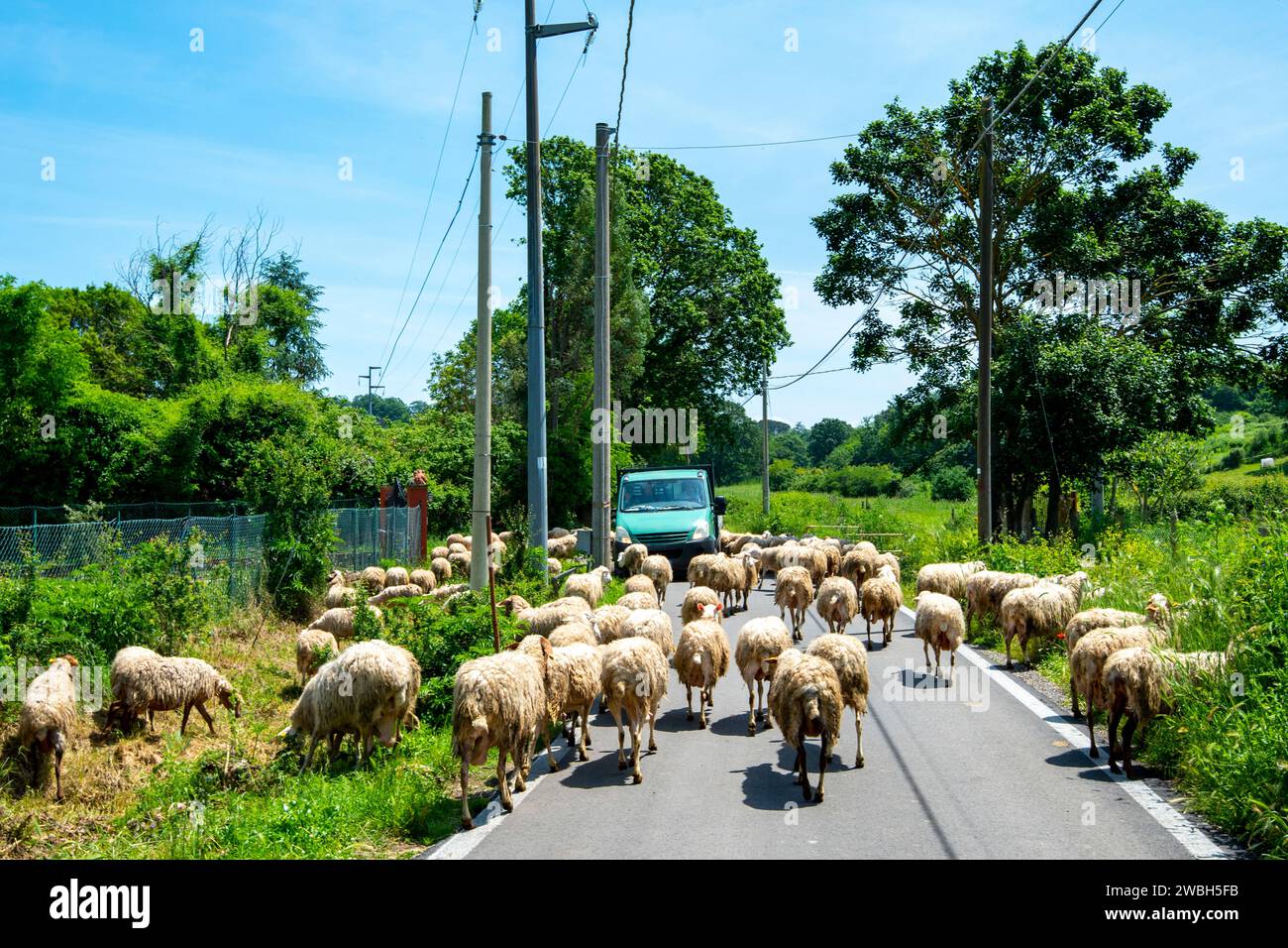 Sheep Flock on the Road Stock Photo - Alamy