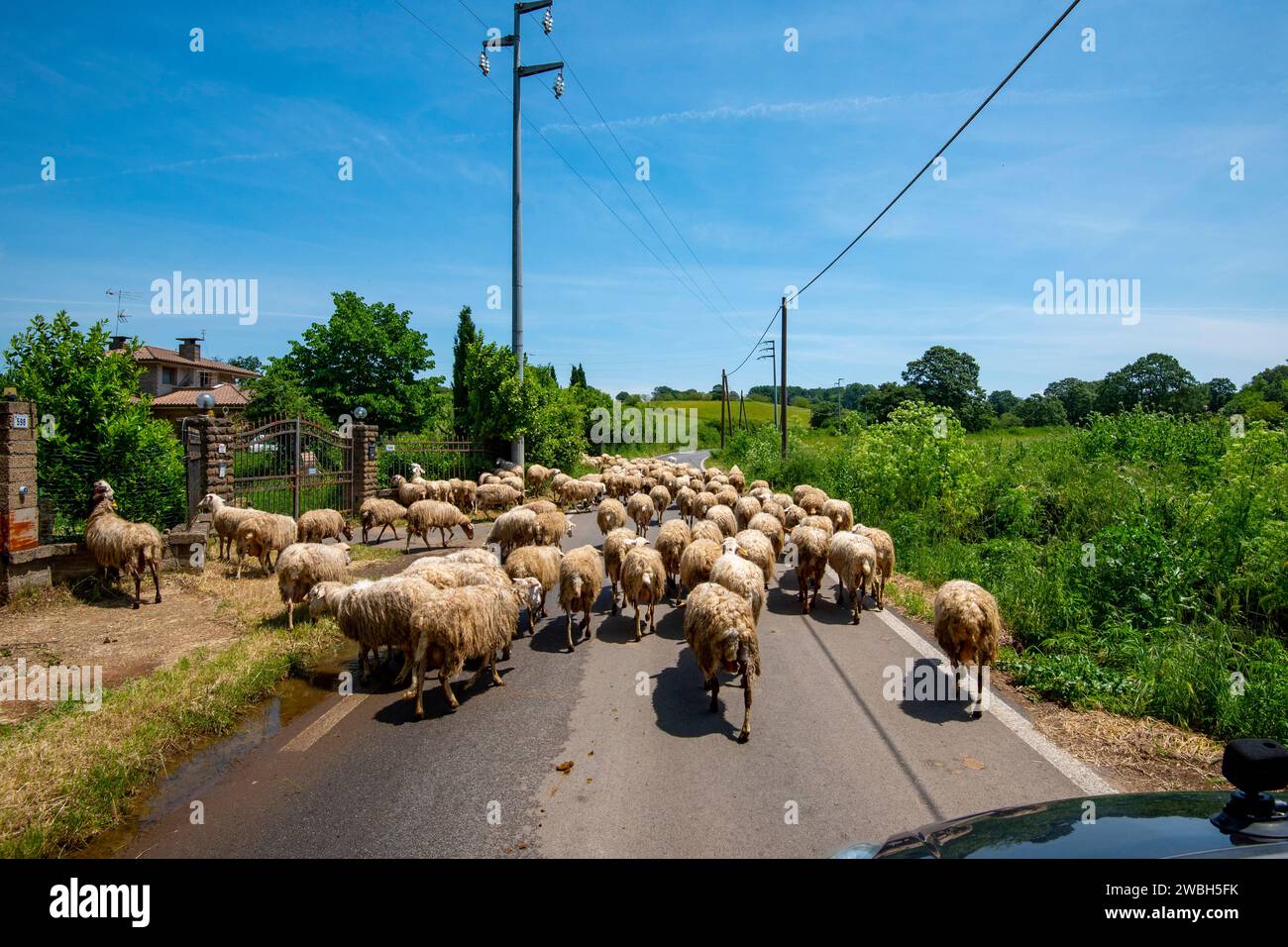 Sheep Flock on the Road Stock Photo - Alamy