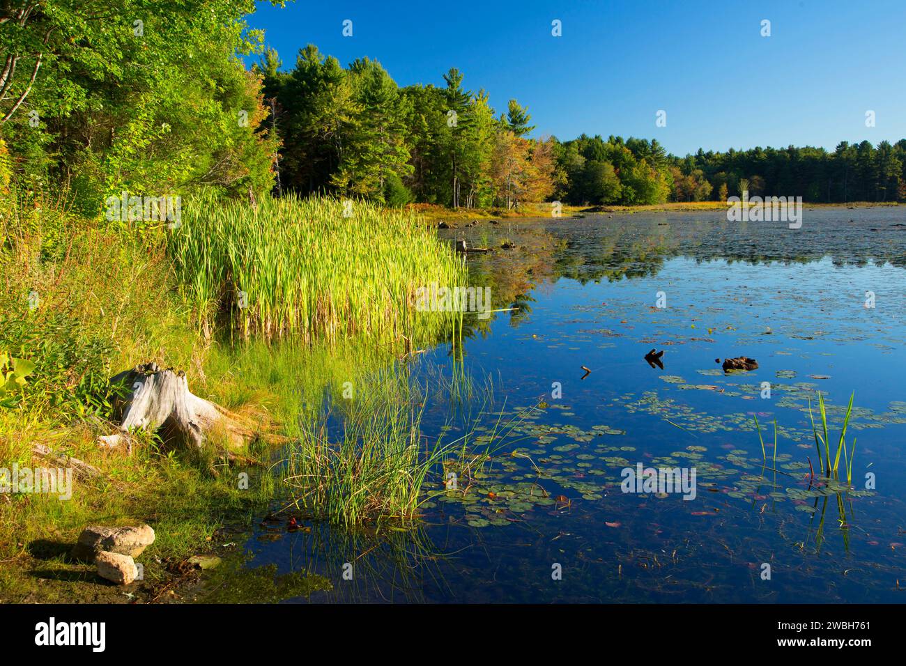 Thousand Acre Pond, Thousand Acre Pond Access Site, Massachusetts Stock