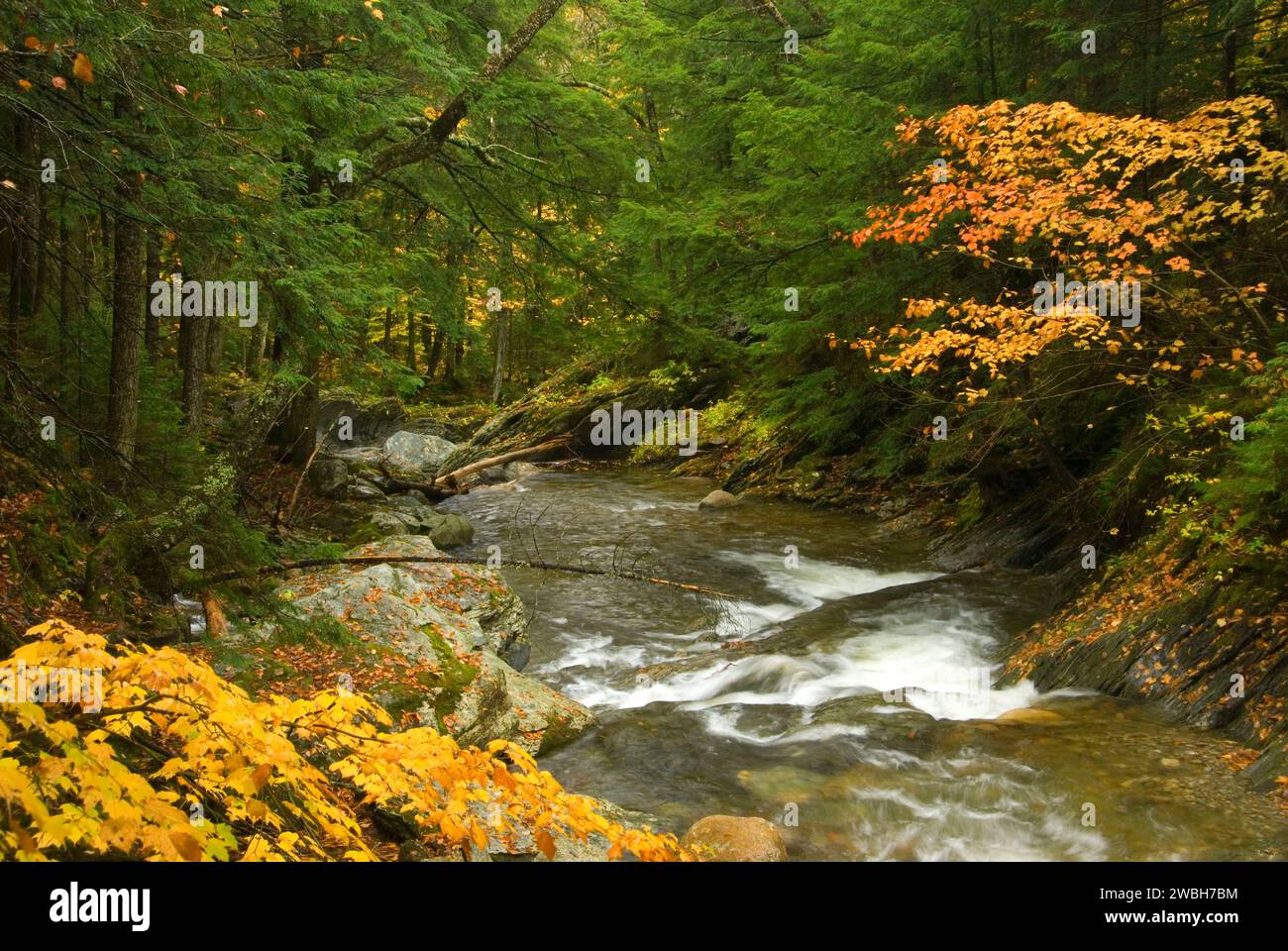 Texas Brook, Texas Falls Recreation Area, Green Mountai…