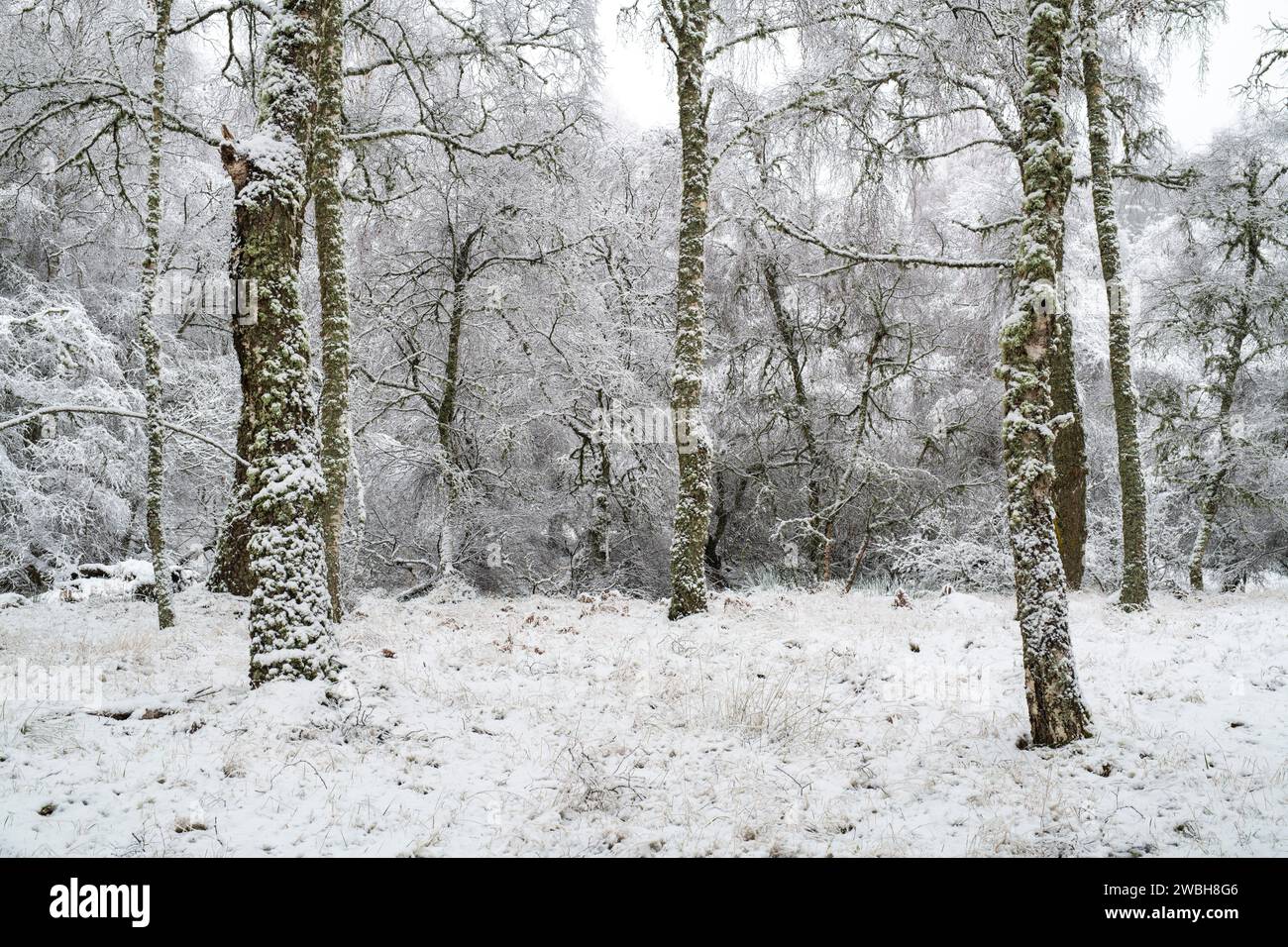 Frost and snow covered birch trees in the scottish countryside. Grantown on Spey, Highlands, Scotland Stock Photo
