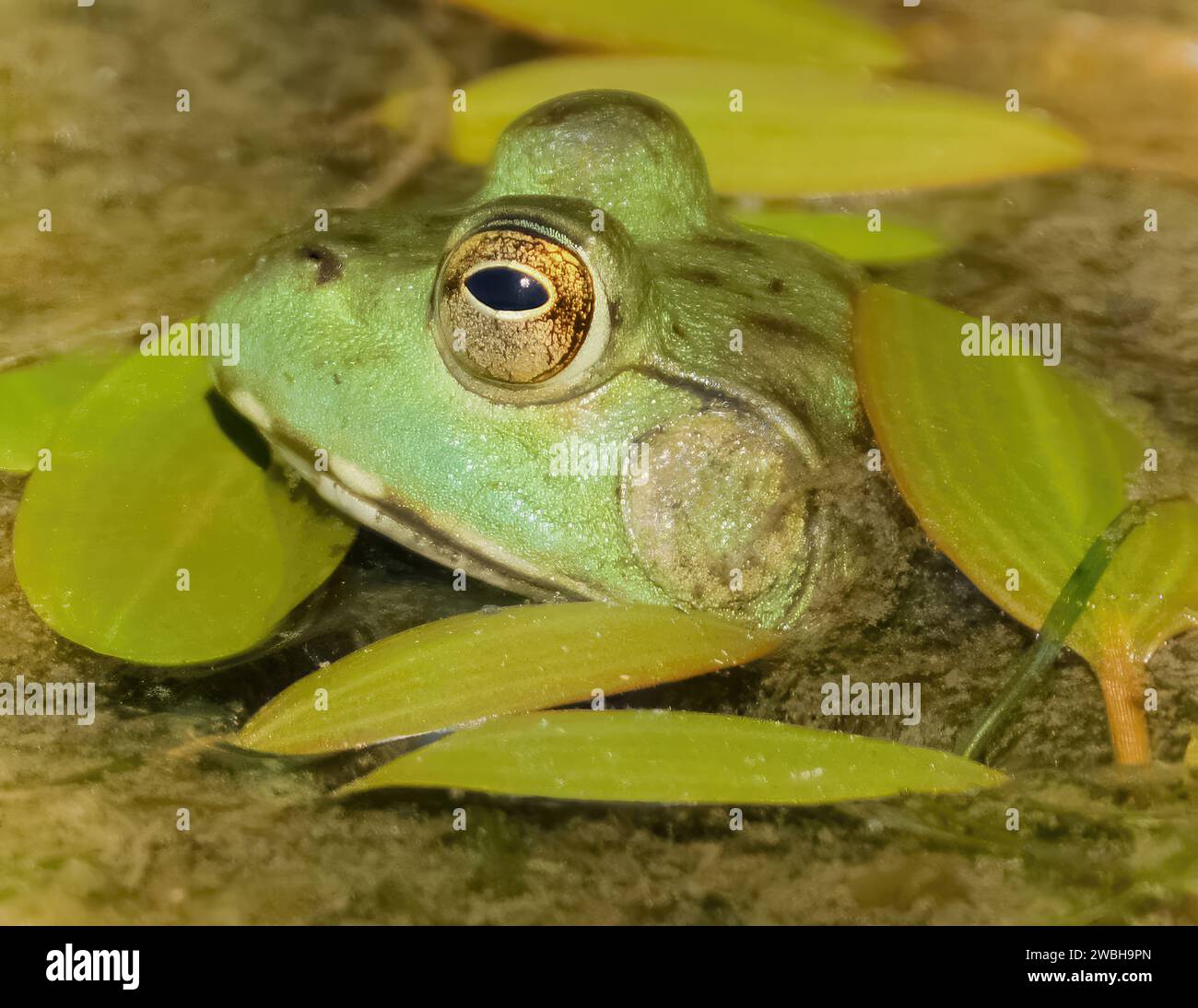 American Bullfrog Hiding in a Pond. Gerland Ranch Regional Park, Monterey County, California, USA. Stock Photo