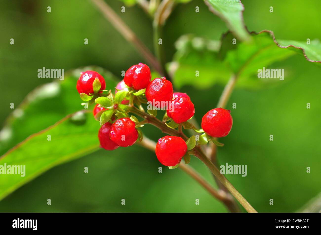 Rivina humilis or pigeonberry fruit selective focus blur background Stock Photo