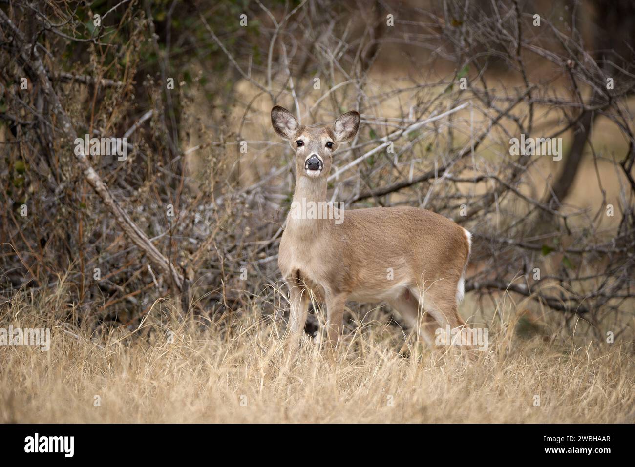 White tailed deer, female doe, standing in tall grass during the rut