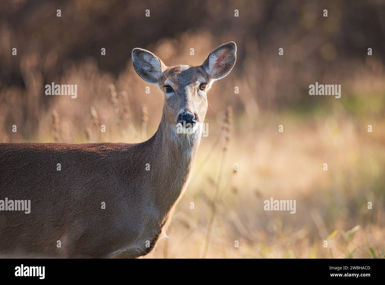 Closeup of a White tailed deer, female doe, during the rut season in